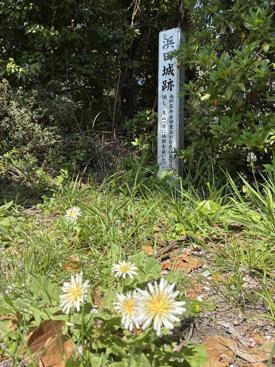 シロバナタンポポと浜田城碑