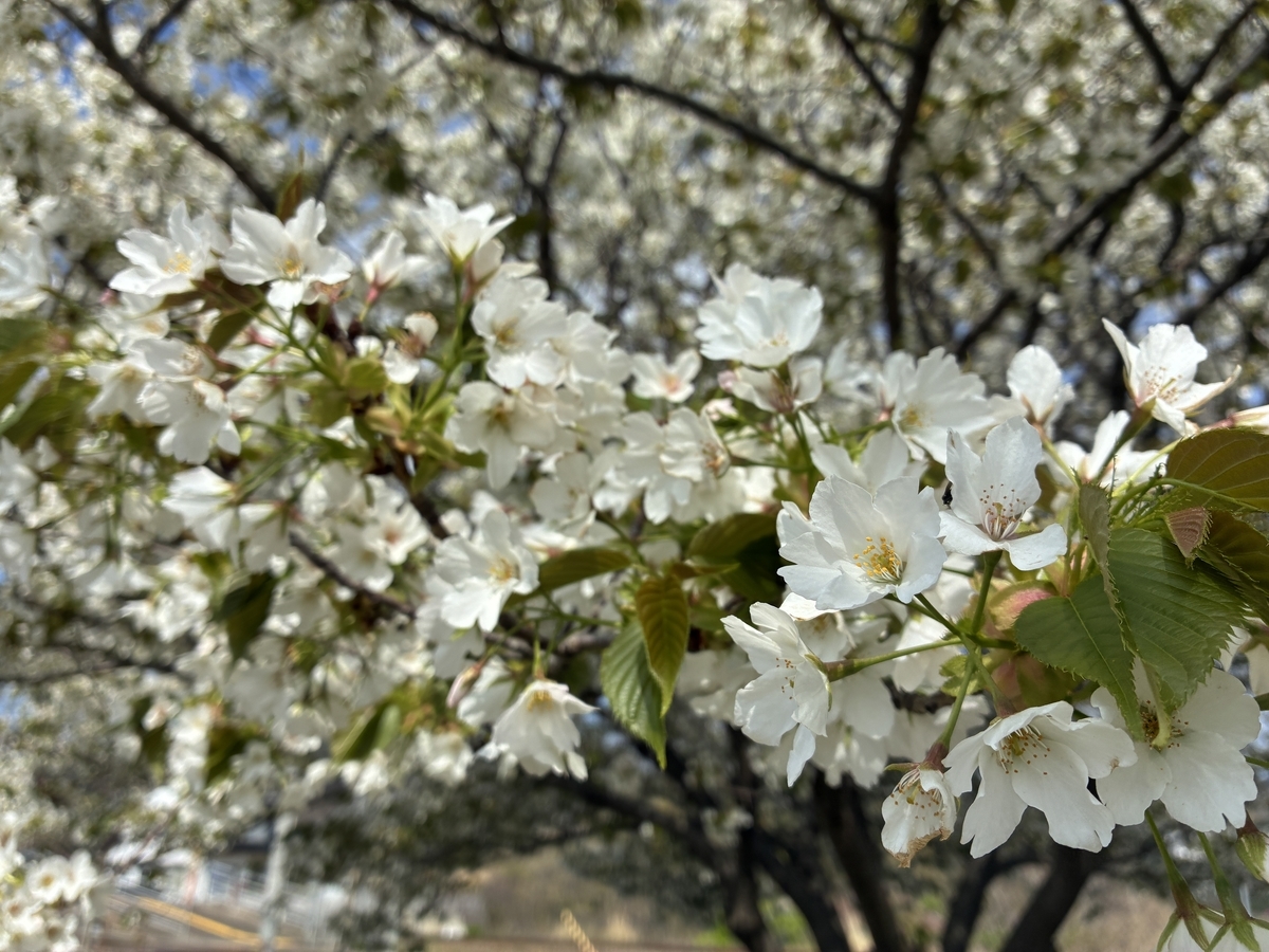 波子駅の桜