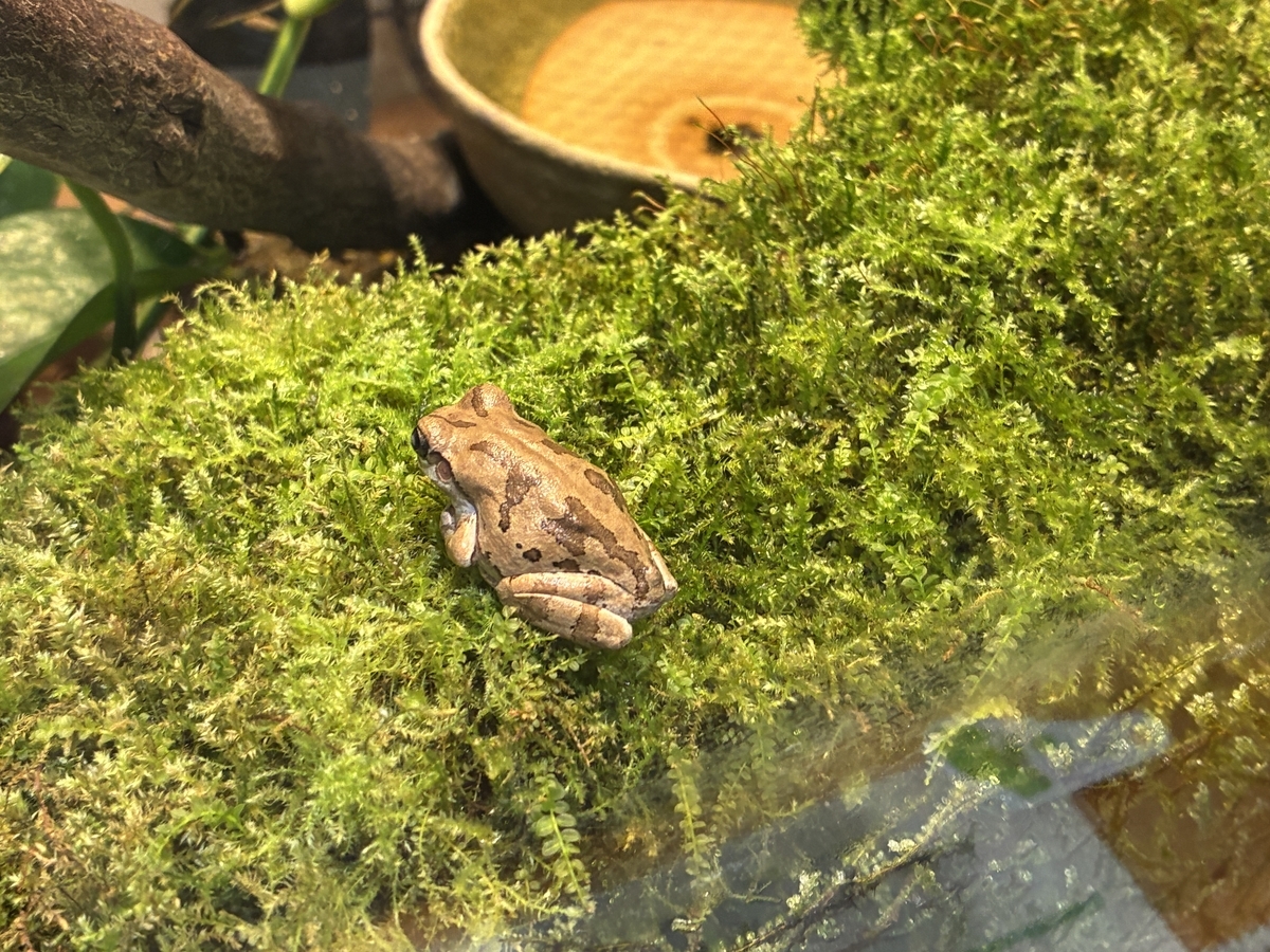 島根県立三瓶自然館サヒメル 展示 カエル