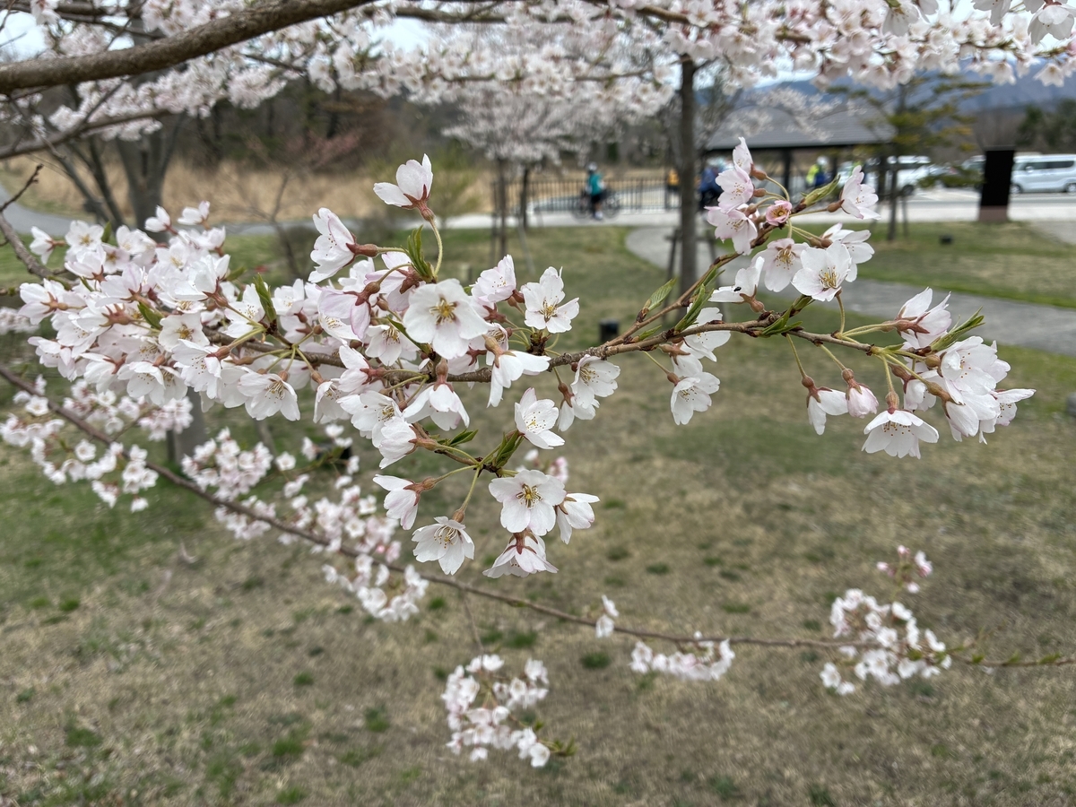 三瓶観光リフト 桜