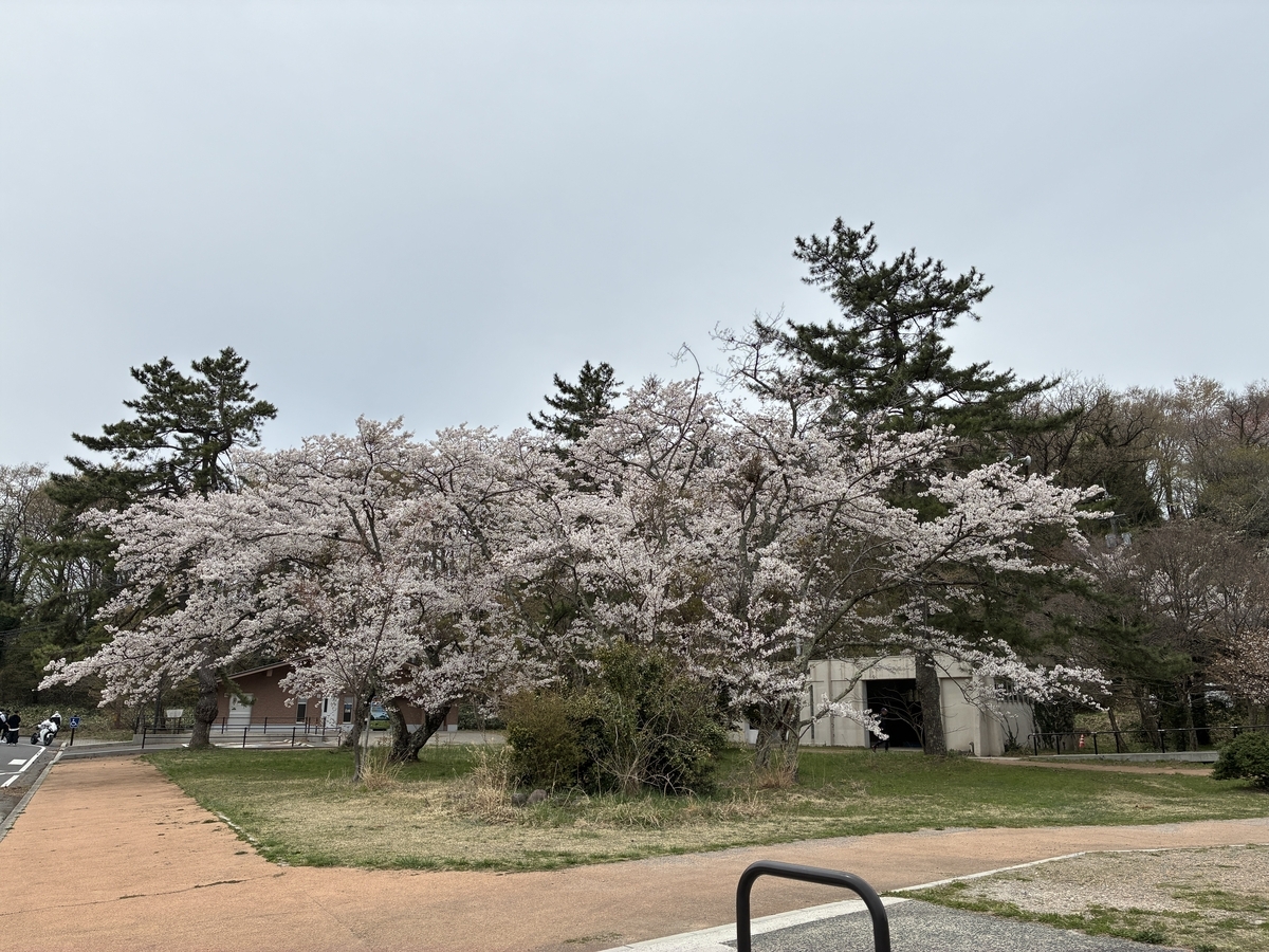 三瓶山 西の原 山の駅さんべ 桜