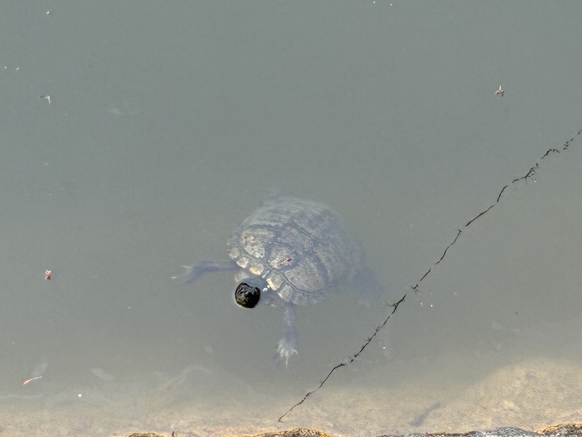 津城跡 水堀のミシシッピアカミミガメ