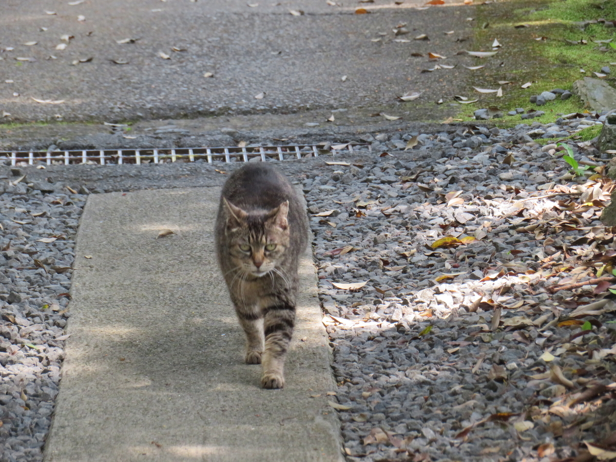 唐沢山城は屈指の猫城である！！
