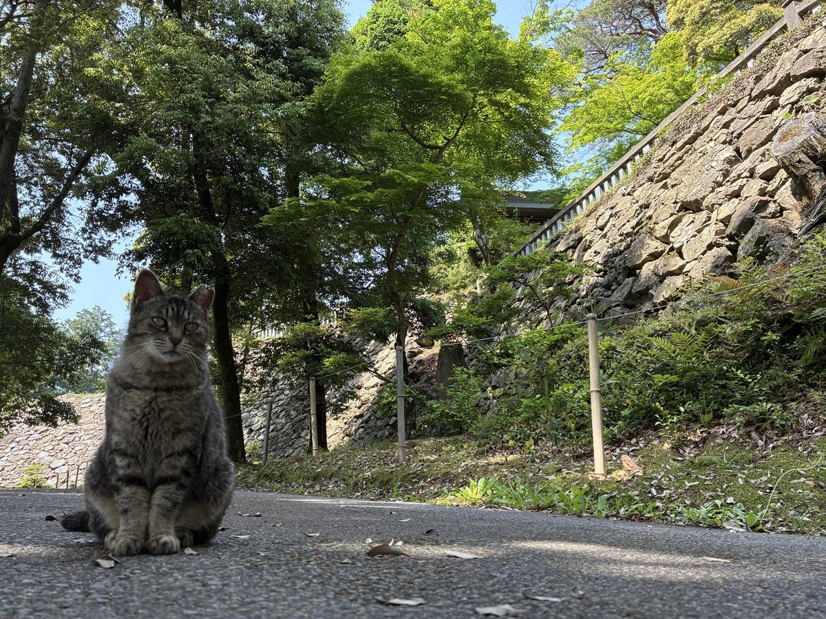 唐沢山城のネコと本丸高石垣