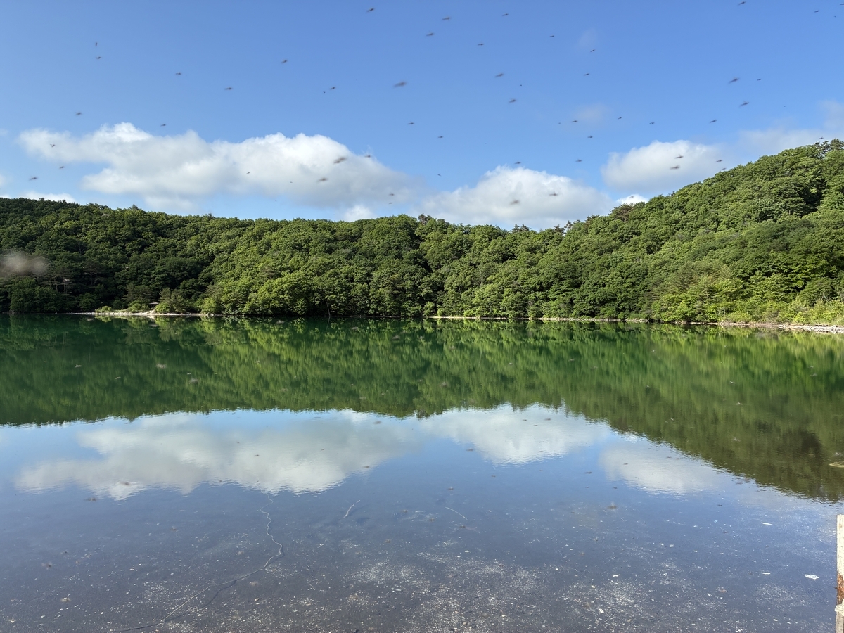 鳴子 潟沼に生息する昆虫は「セスジユスリカ」で、人体は刺さない。