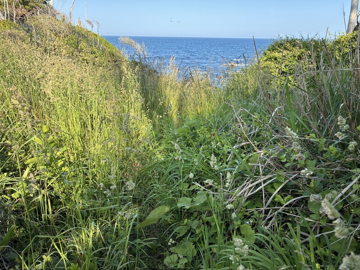 南三陸町 歌津崎 海へ向かう。