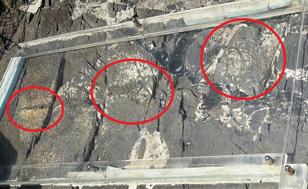 ‼️三つ首竜‼️アンティーク　古傷 三つ首竜‼️アンティーク 古傷 三つ首竜‼️アンティーク古傷 カード