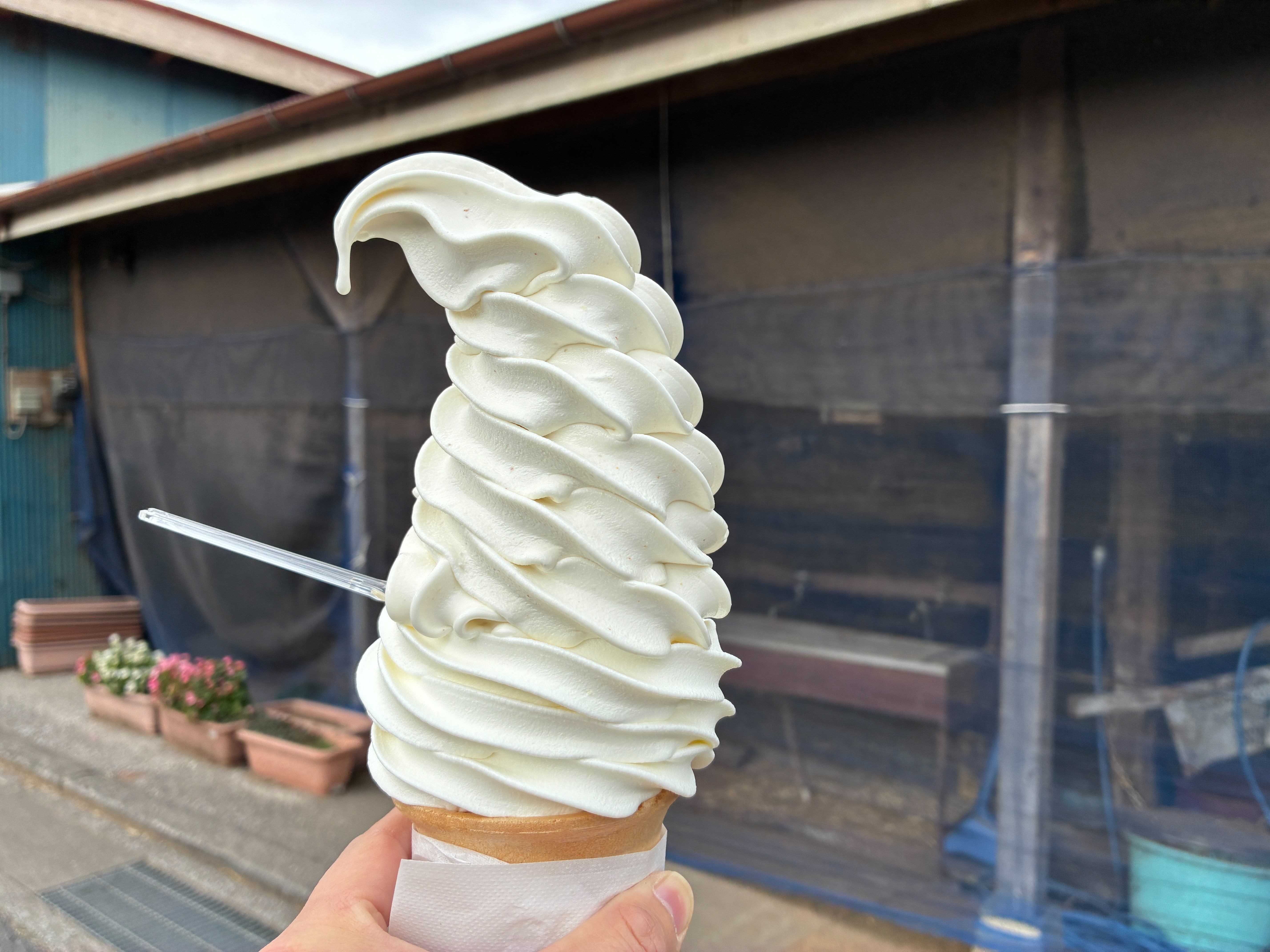 よこすか関口牧場 ソフトクリーム 濃厚！