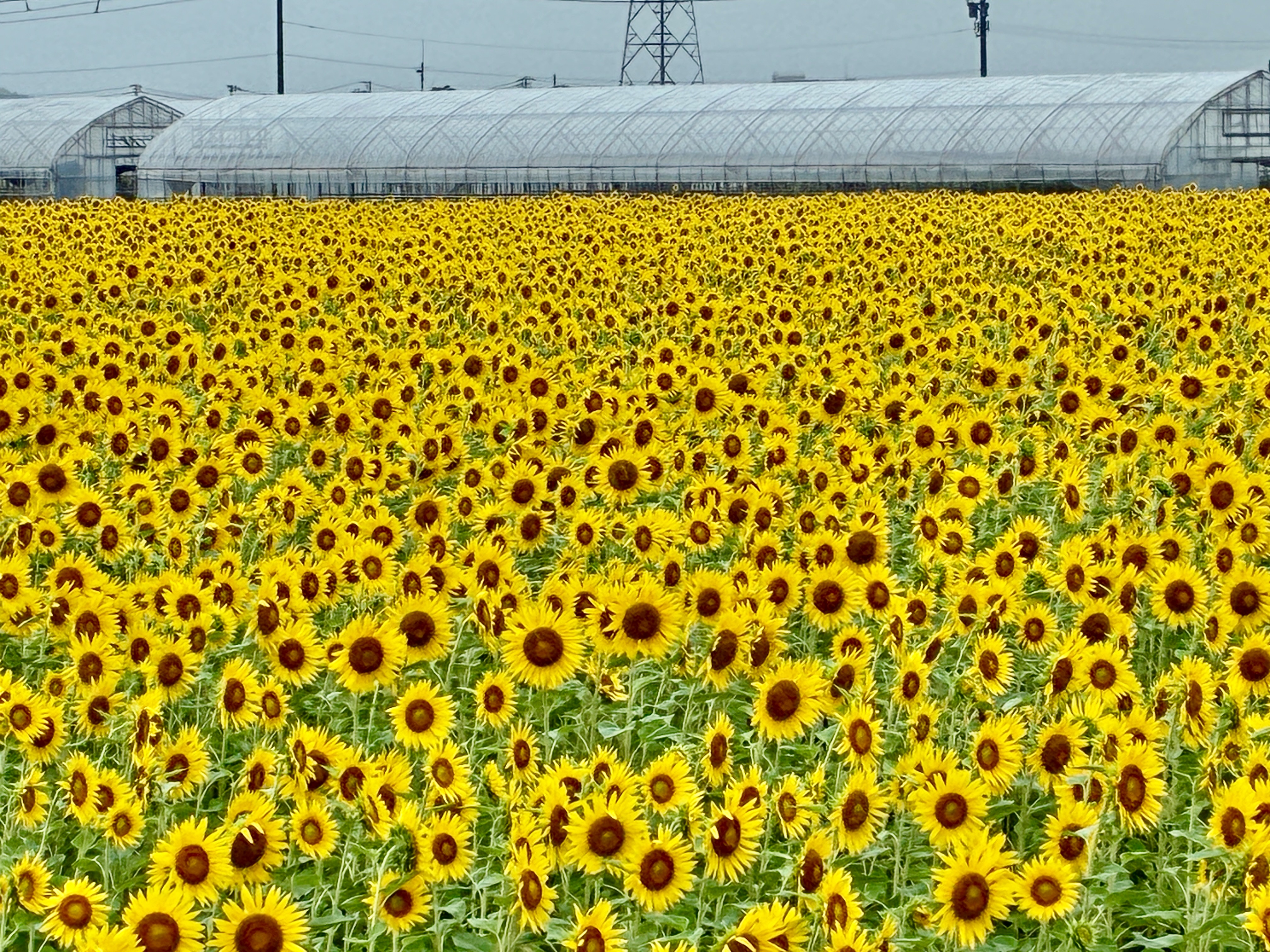 福井市高屋町 ひまわり畑