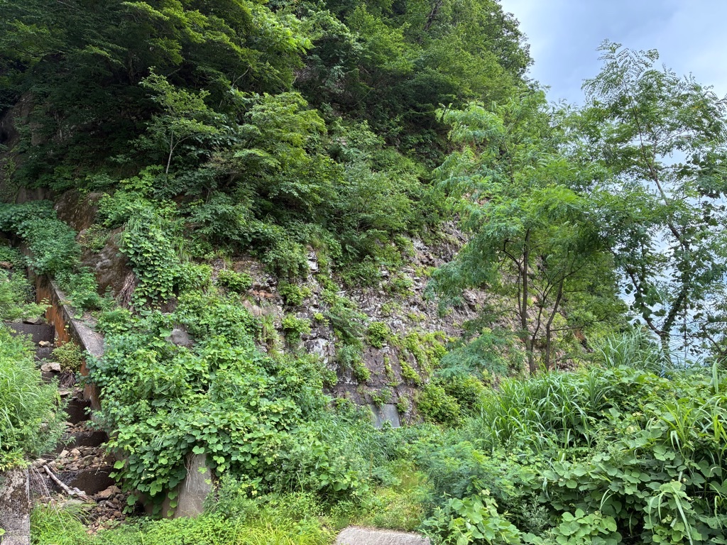 国指定天然記念物 手取川流域の珪化木産地