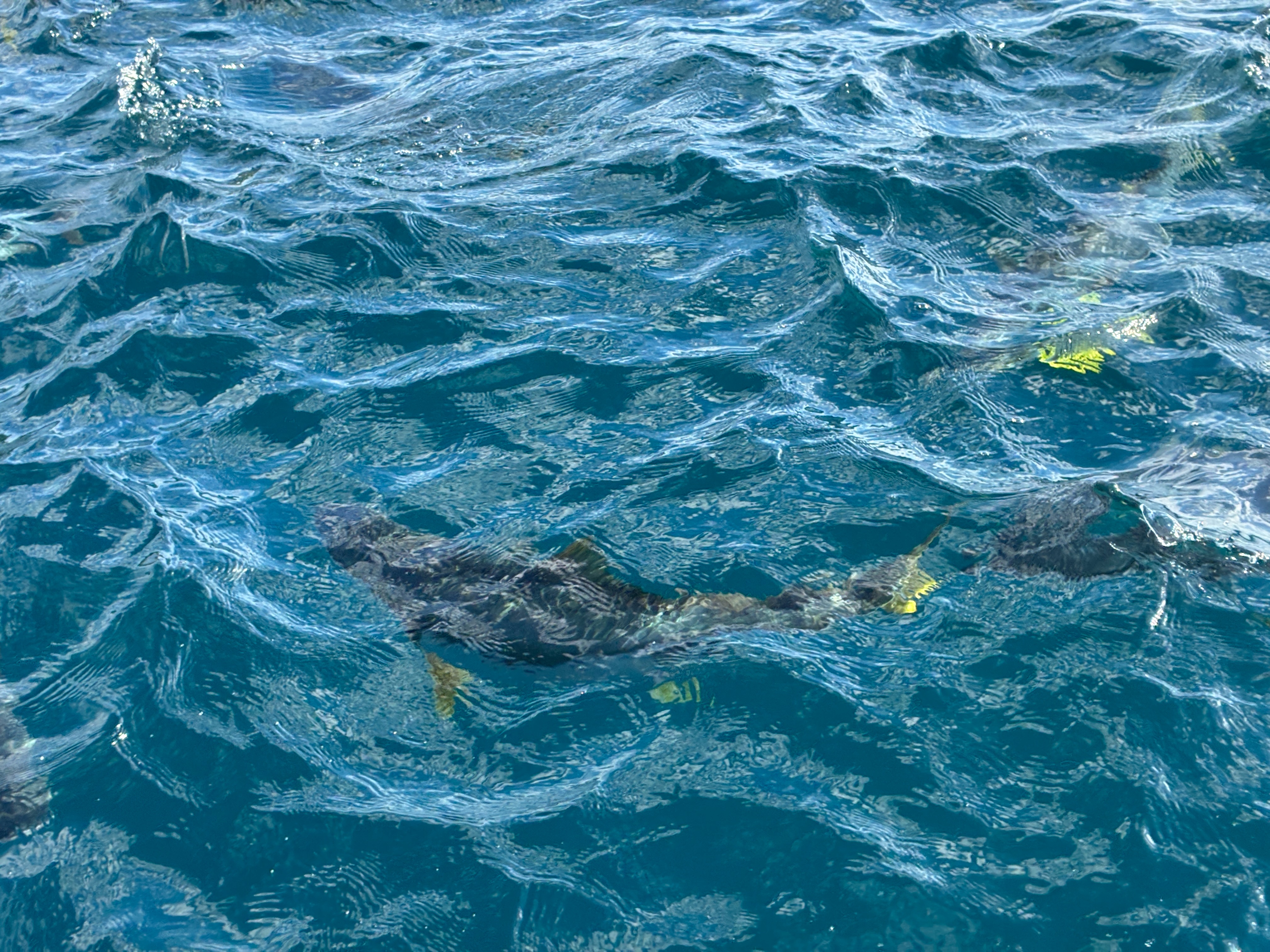 安房小湊 鯛の浦遊覧船 ヒラマサの群れに遭遇