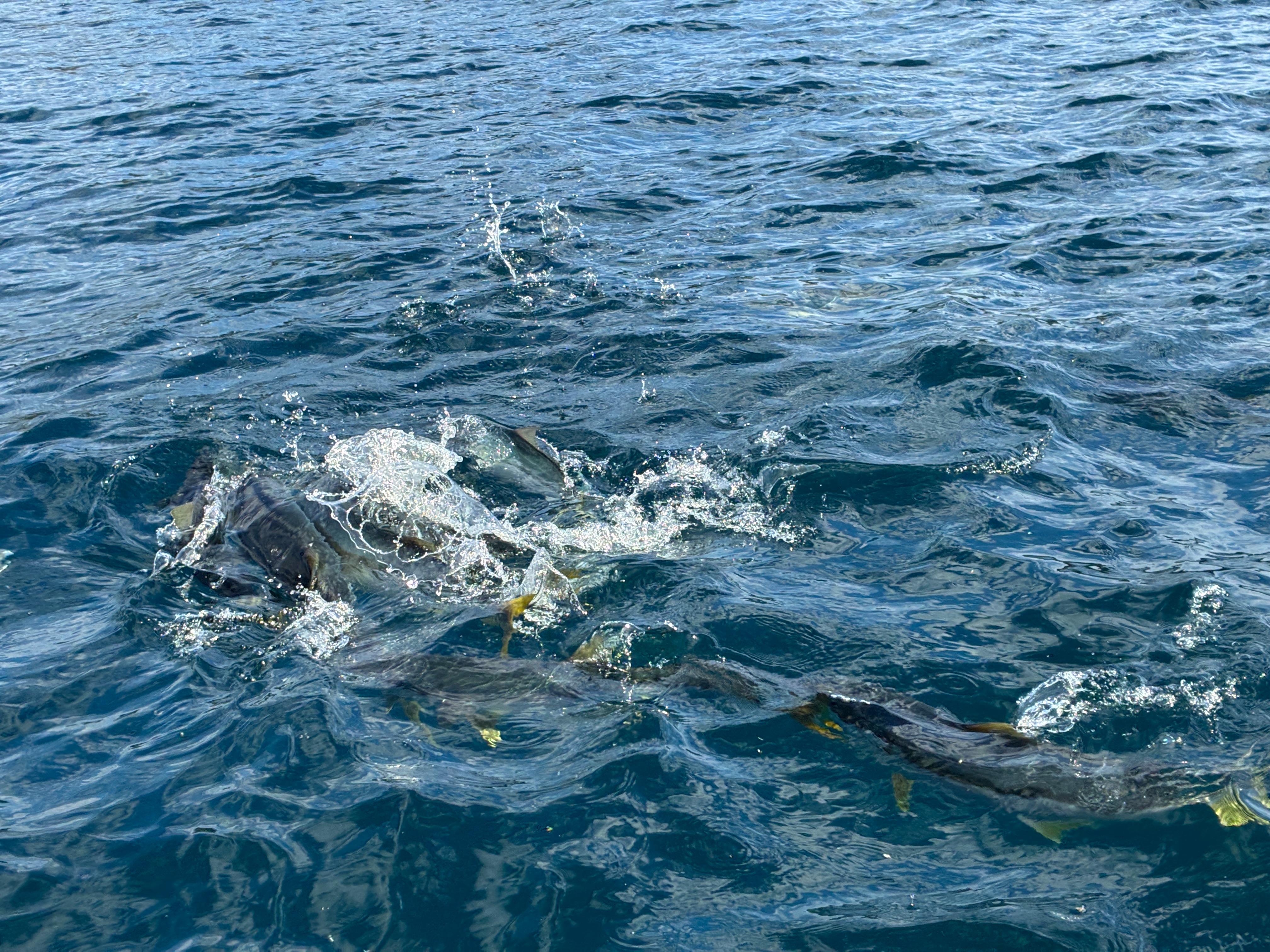 安房小湊 鯛の浦遊覧船 ヒラマサの群れ