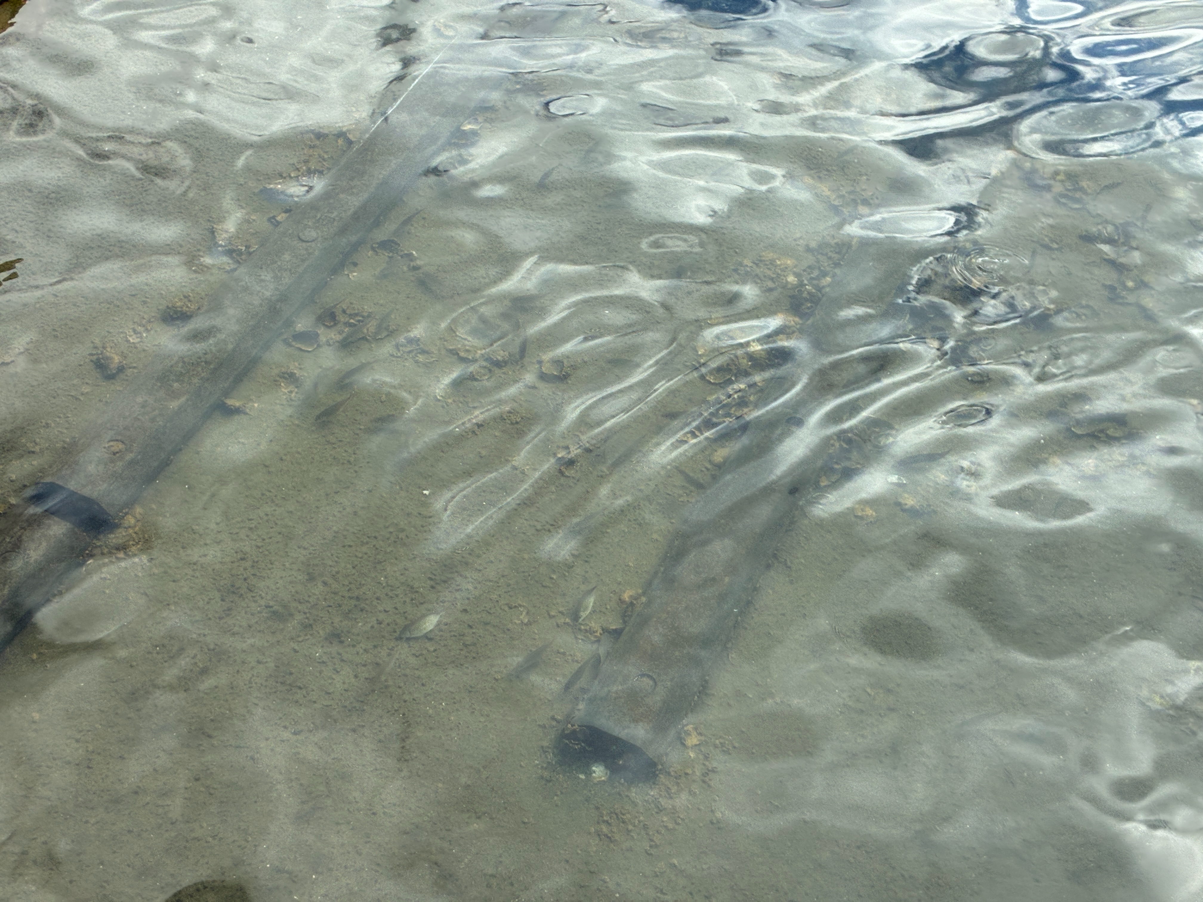 鯛の浦漁港の小魚たち