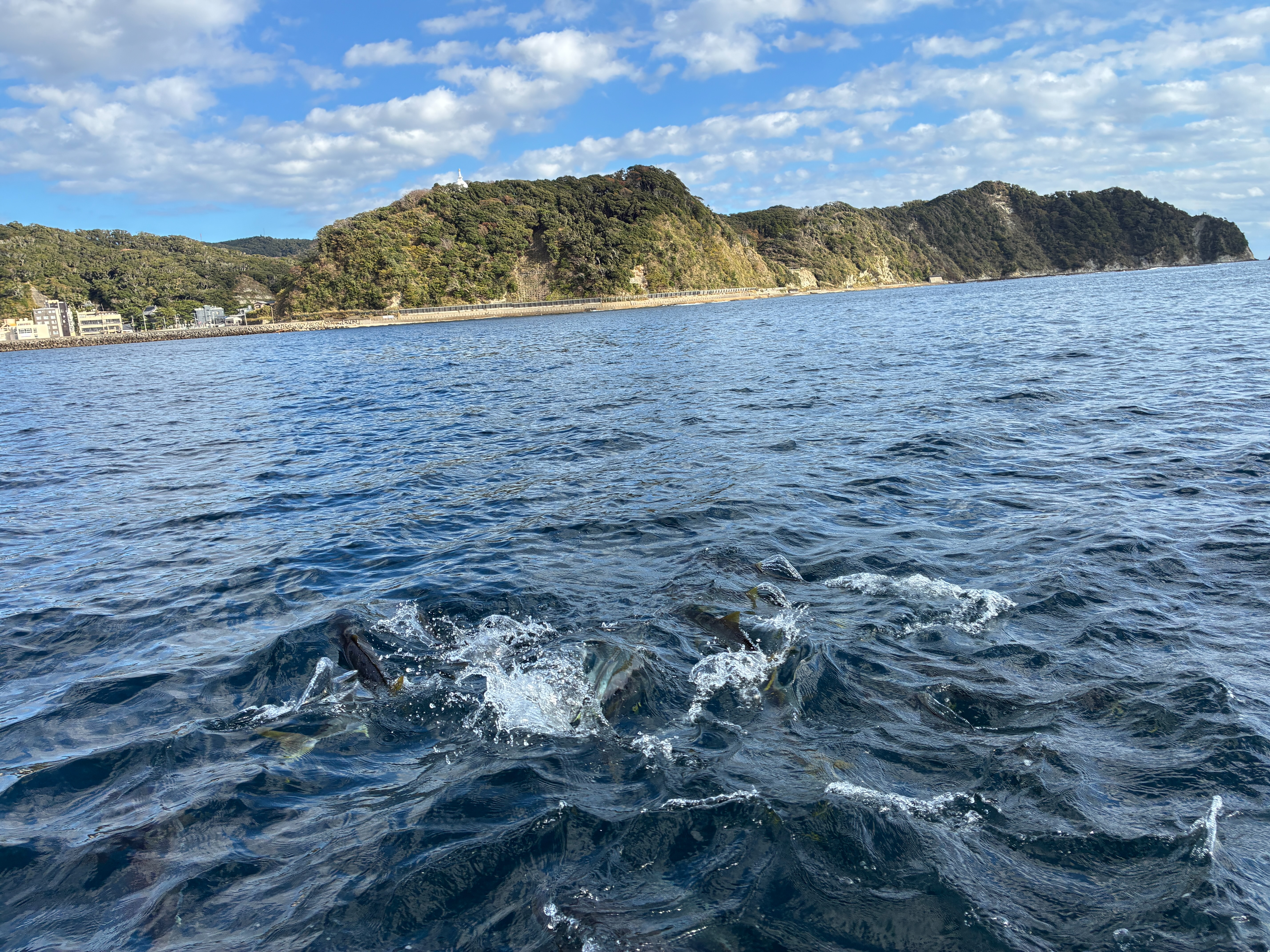 安房小湊 鯛の浦遊覧船 ヒラマサが寄ってくる