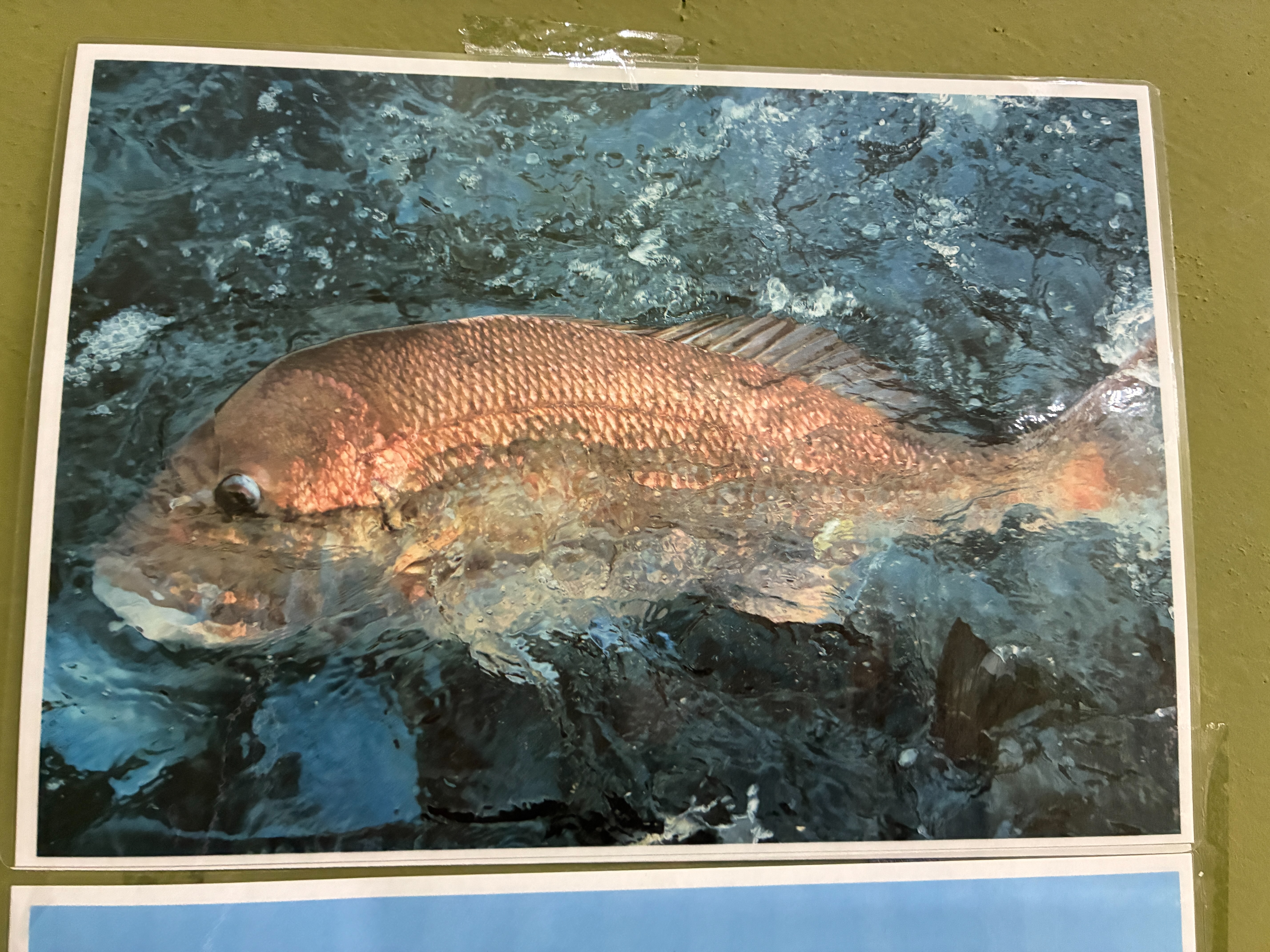 安房小湊 鯛の浦会館 タイの写真