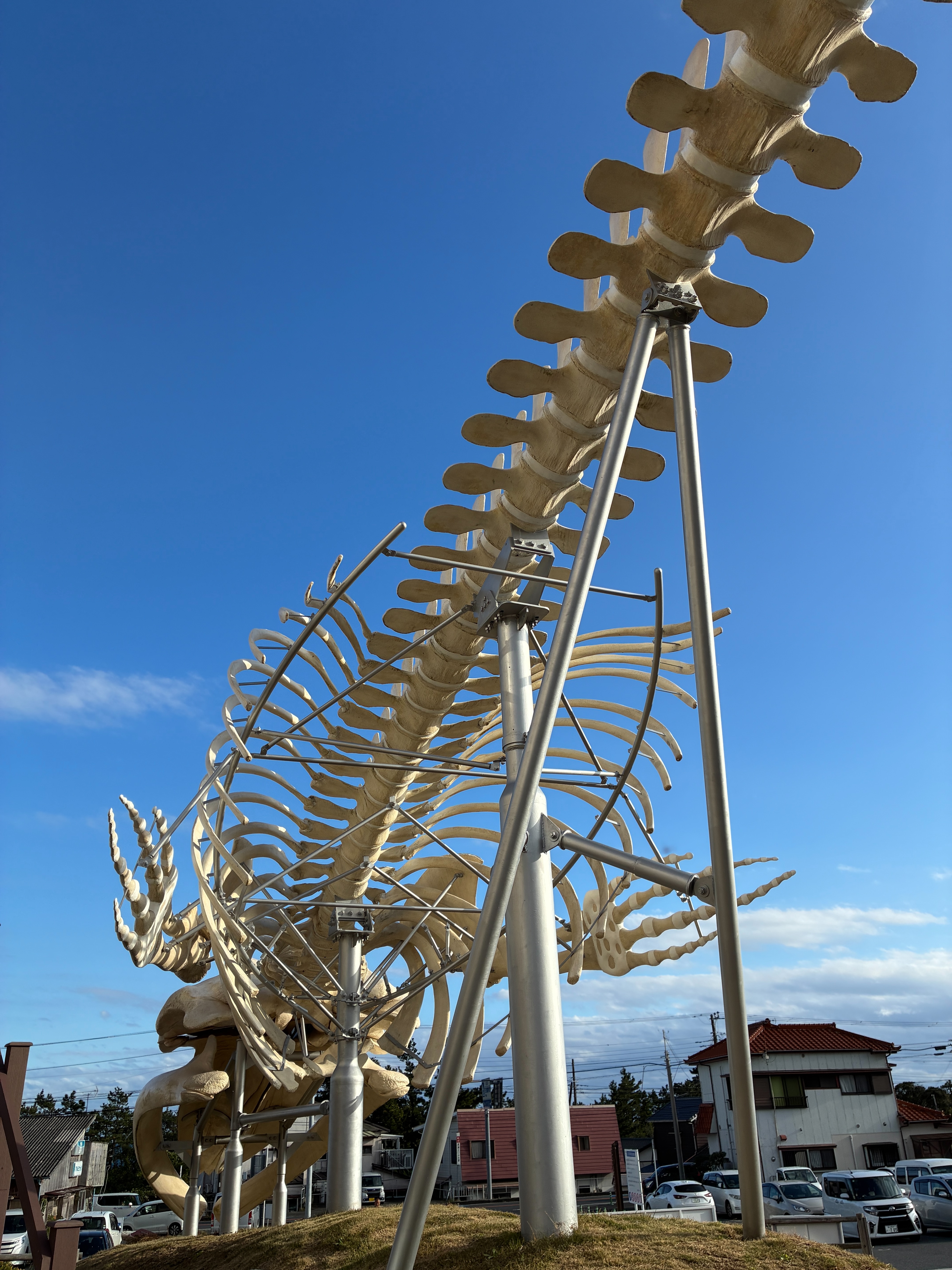 道の駅 和田浦WA・O シロナガスクジラの全身骨格標本展示