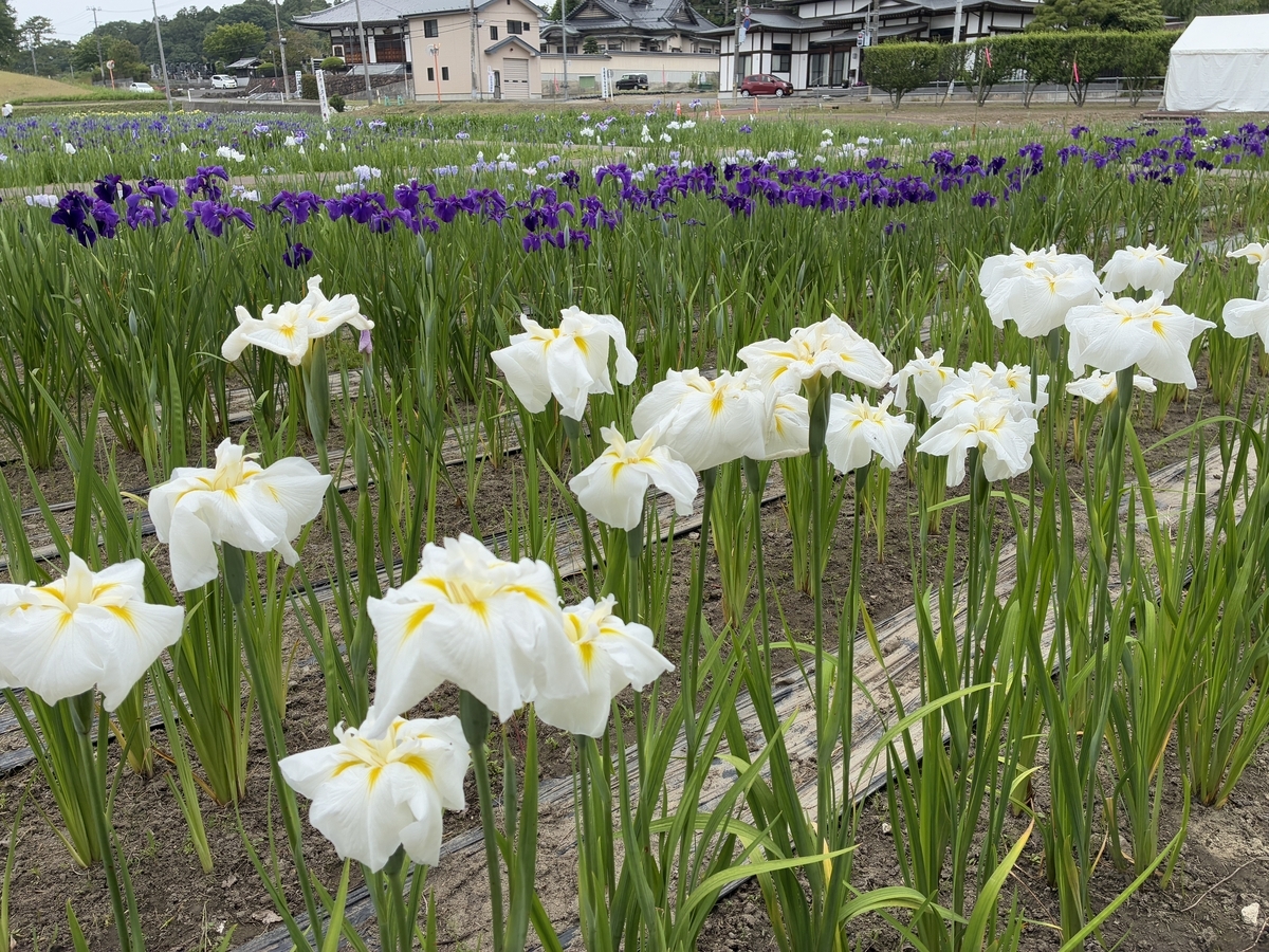 多賀城あやめまつりの様子