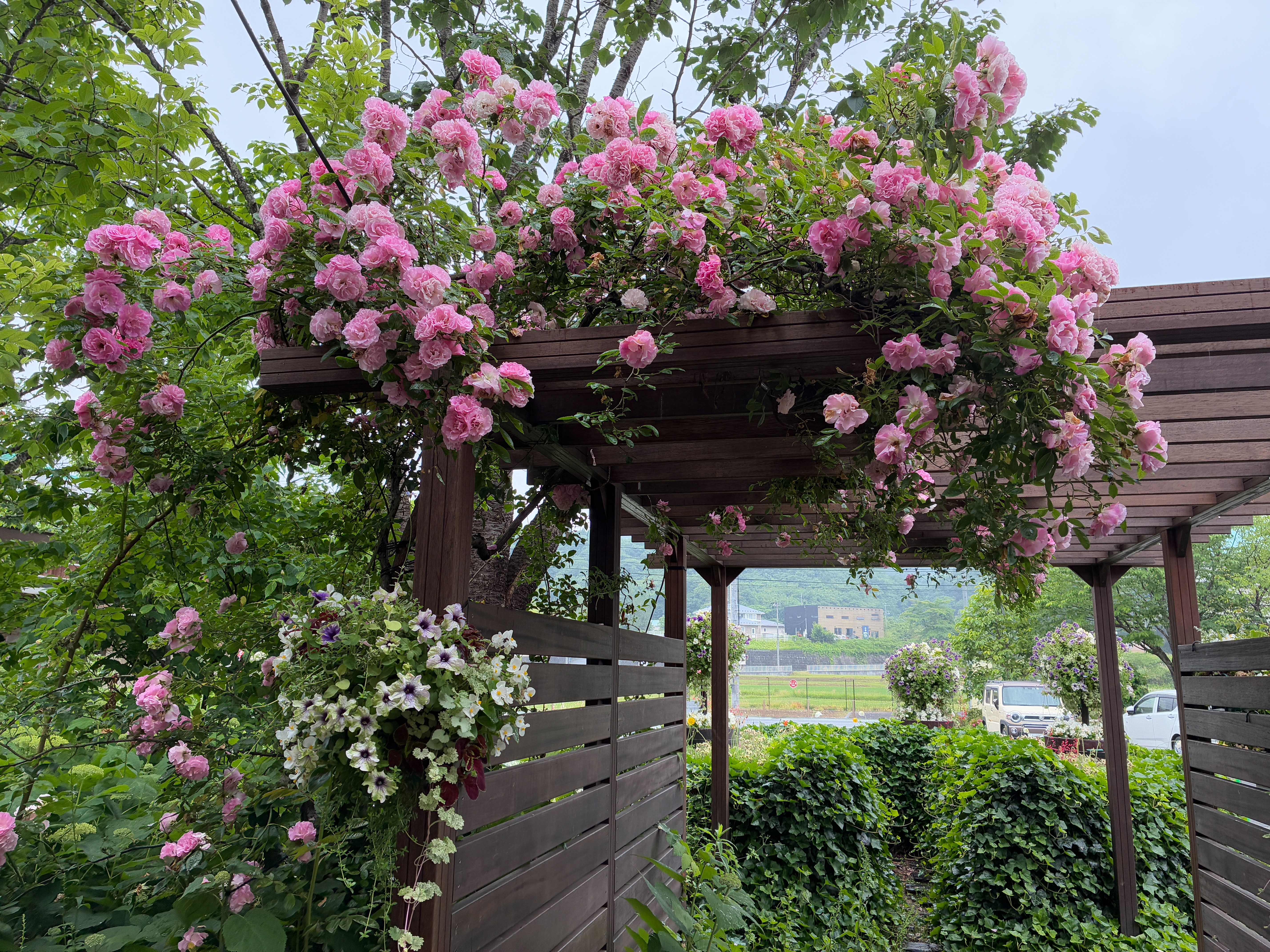 秋保温泉 秋保・里センター バラ園