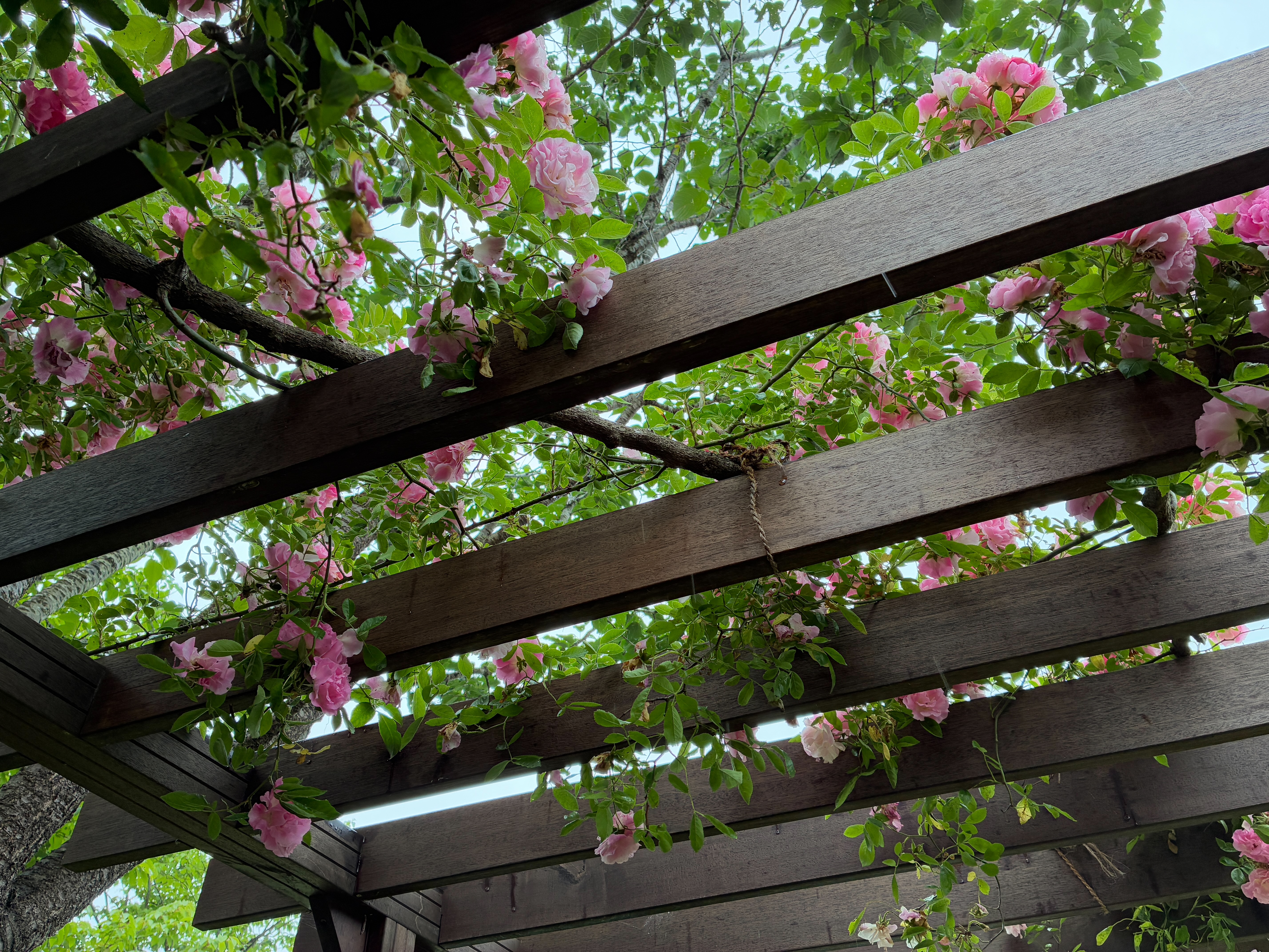 秋保温泉 秋保・里センター バラ棚