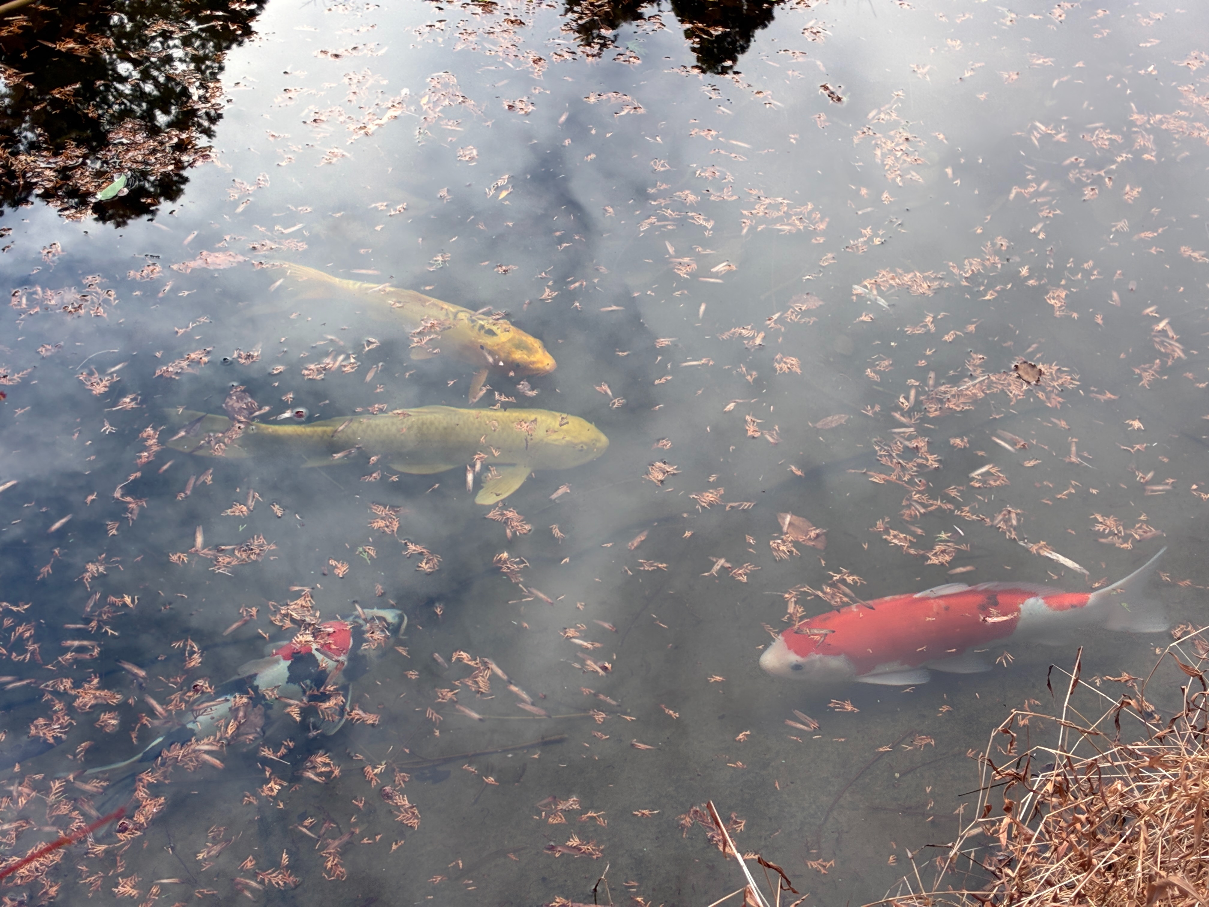 アートホテル成田 庭園の鯉