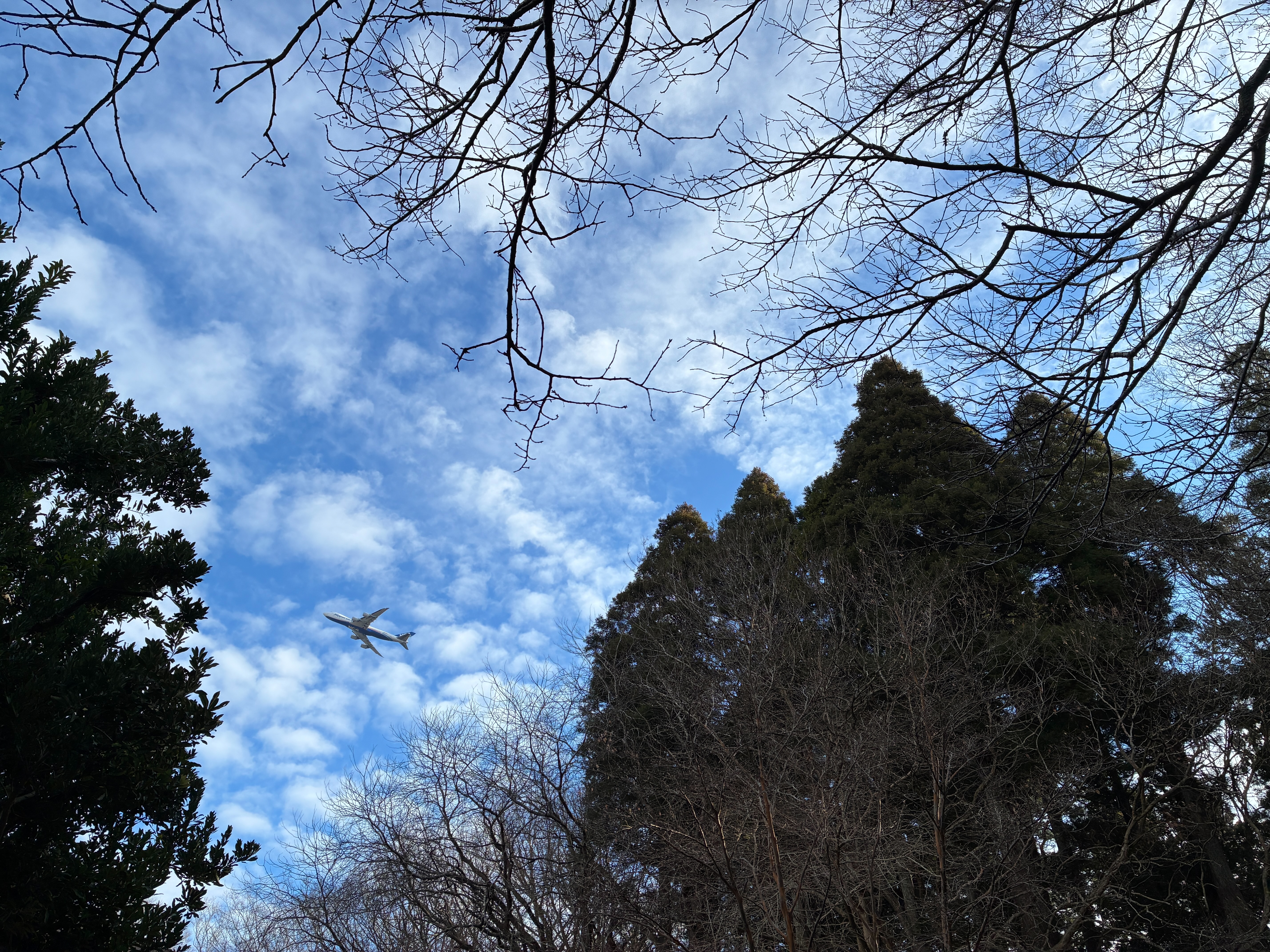 アートホテル成田 庭園 フォレストガーデンから飛行機を眺める