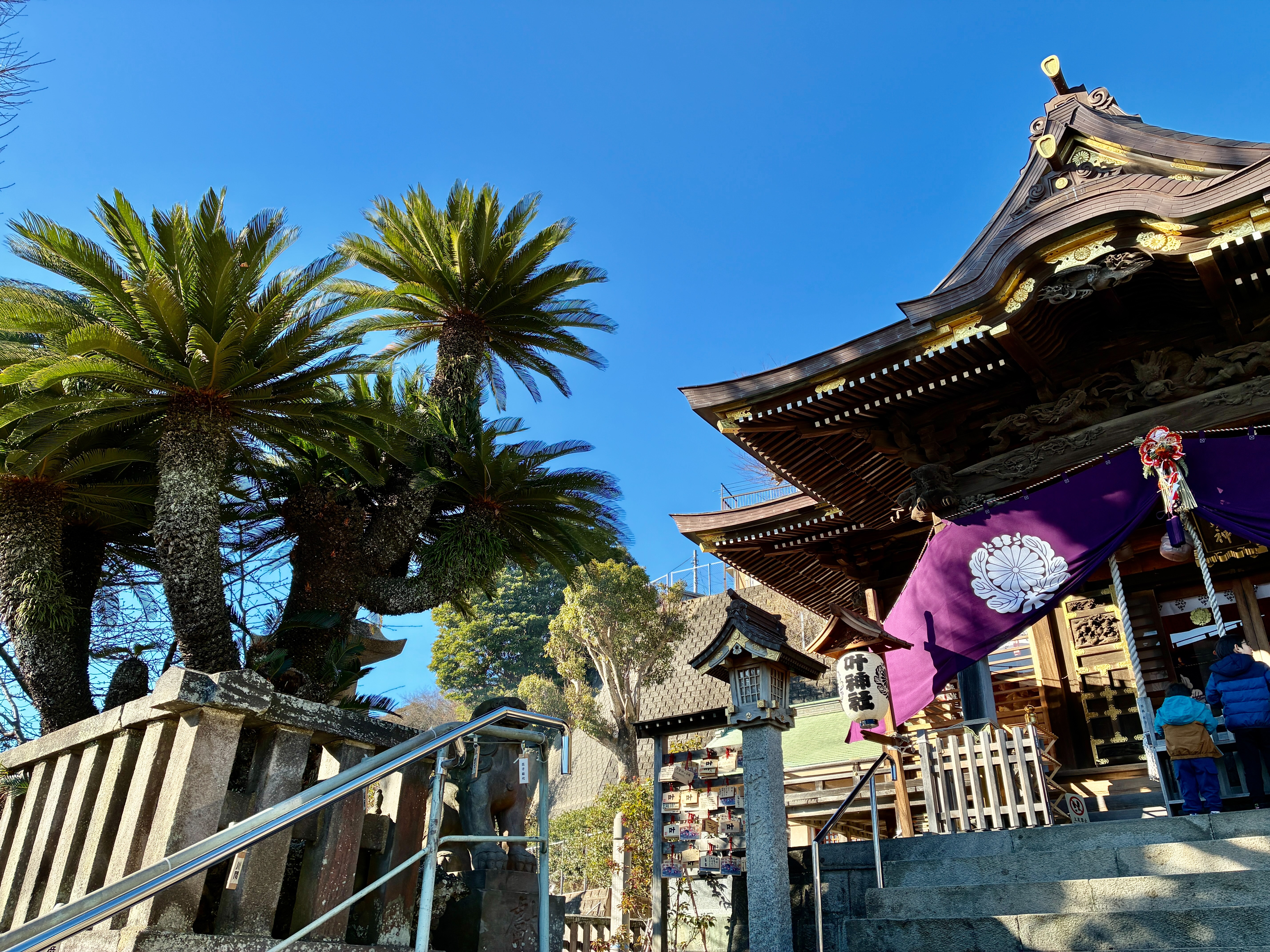 横須賀市浦賀 西叶神社 ソテツ