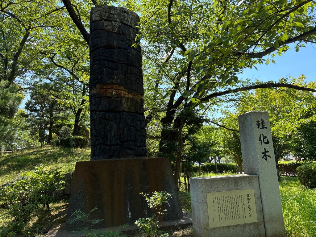 小松市 芦城公園 珪化木(けいかぼく)