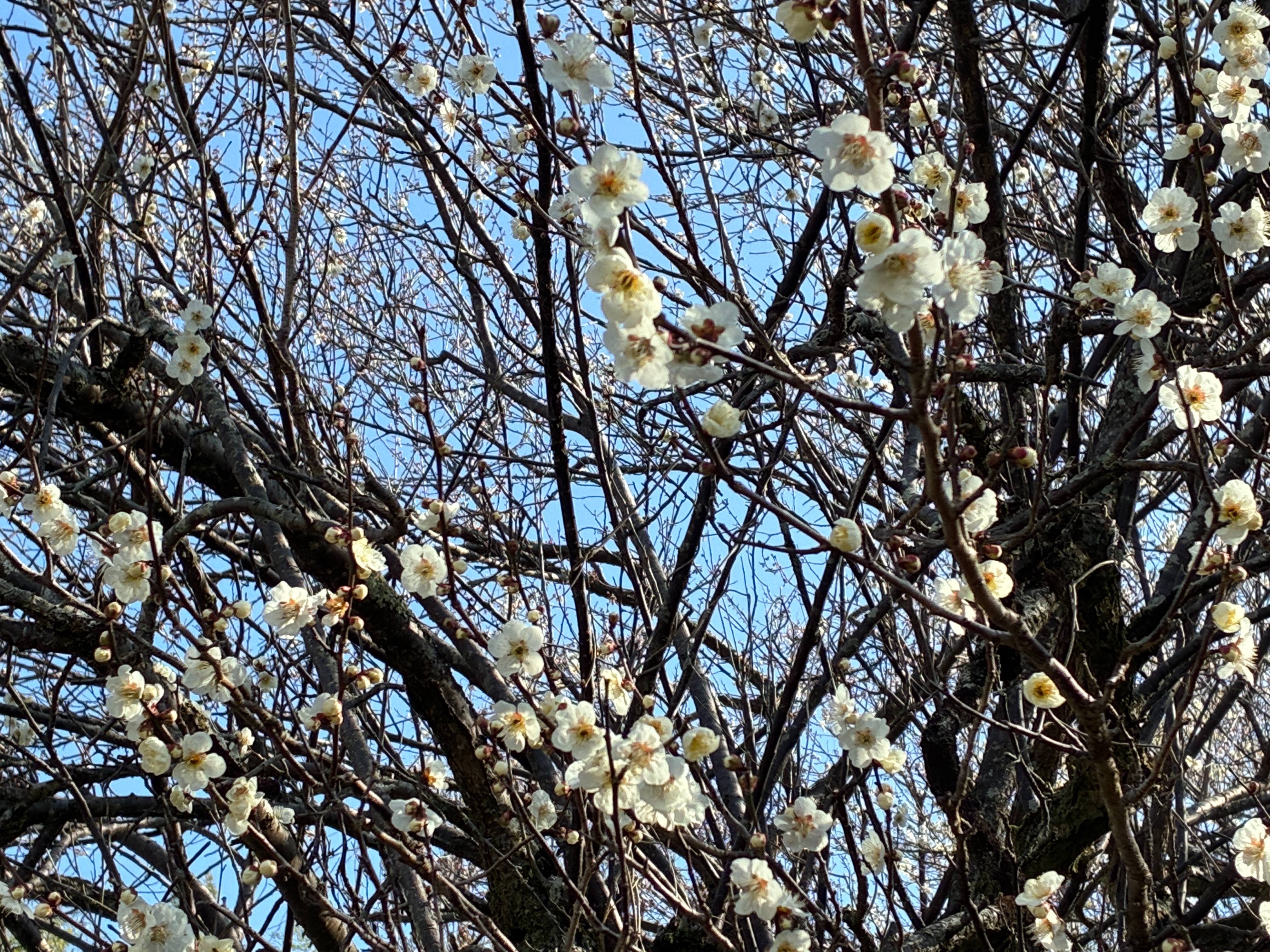 山の辺の道 梅の花