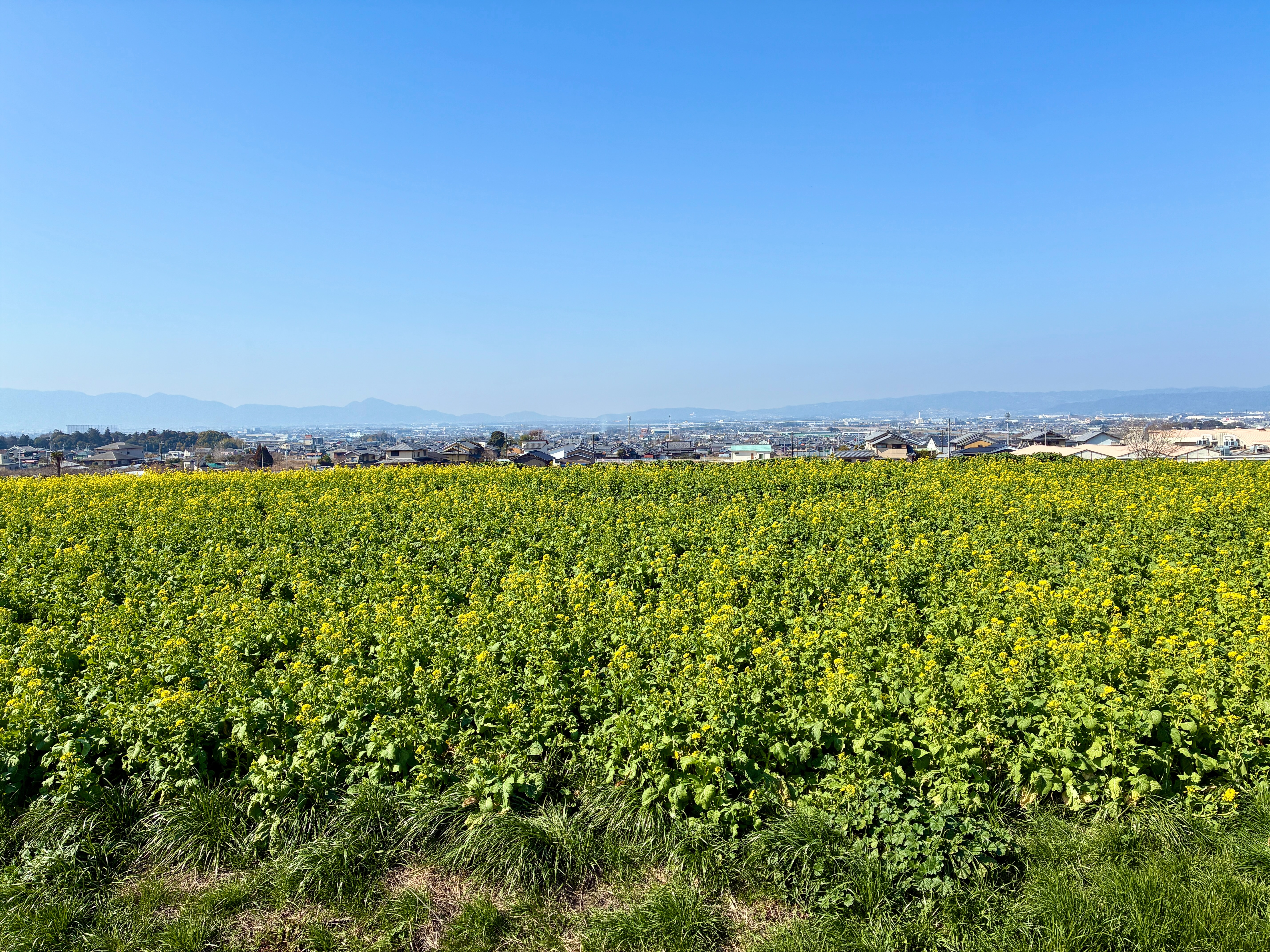 山の辺の道 天理の菜の花畑