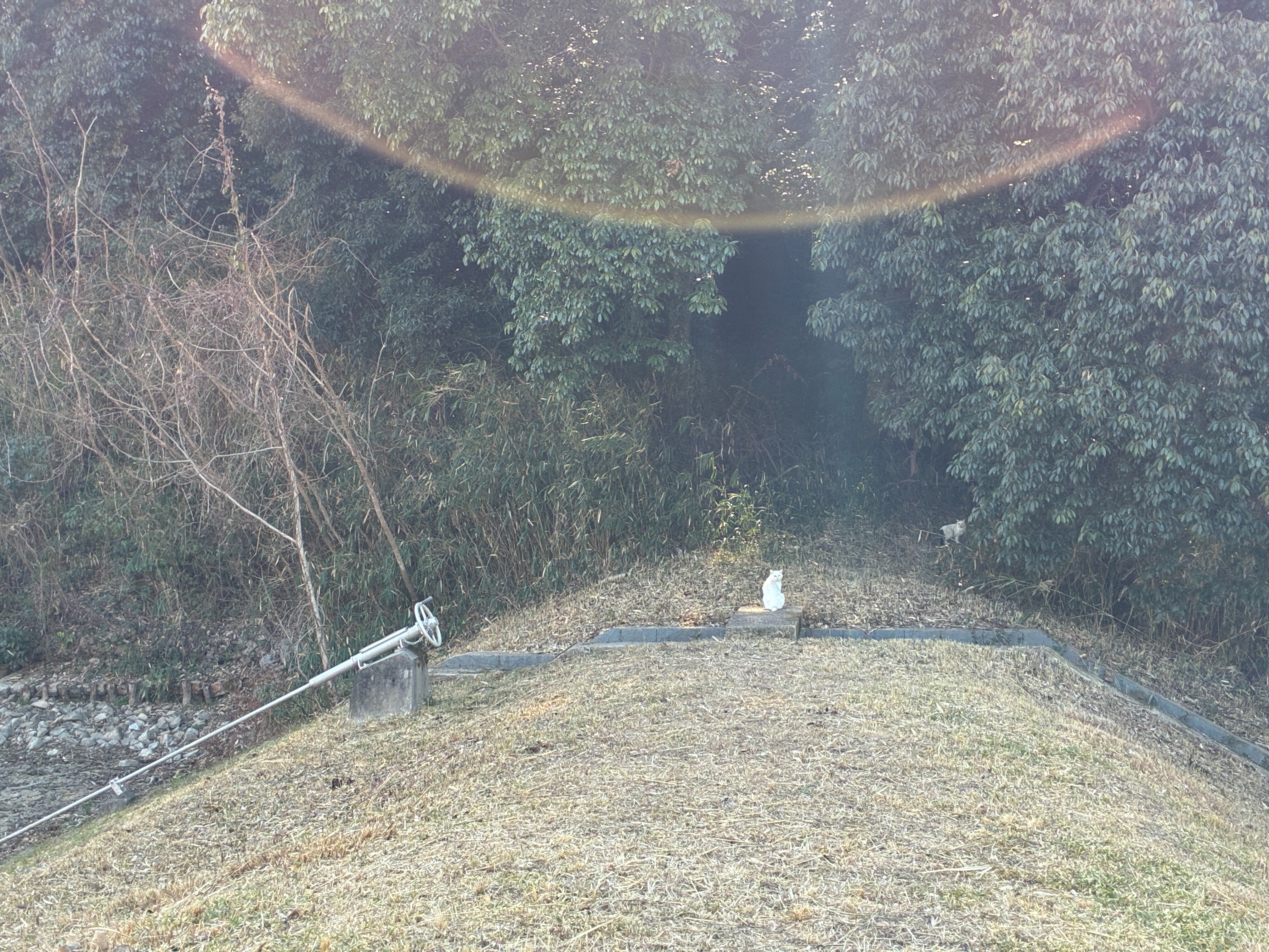 山の辺の道 景行天皇陵 白猫