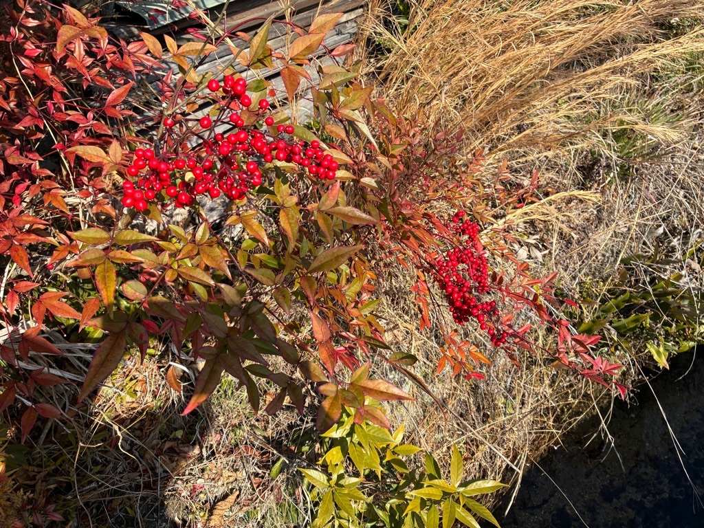 山の辺の道 ナンテン