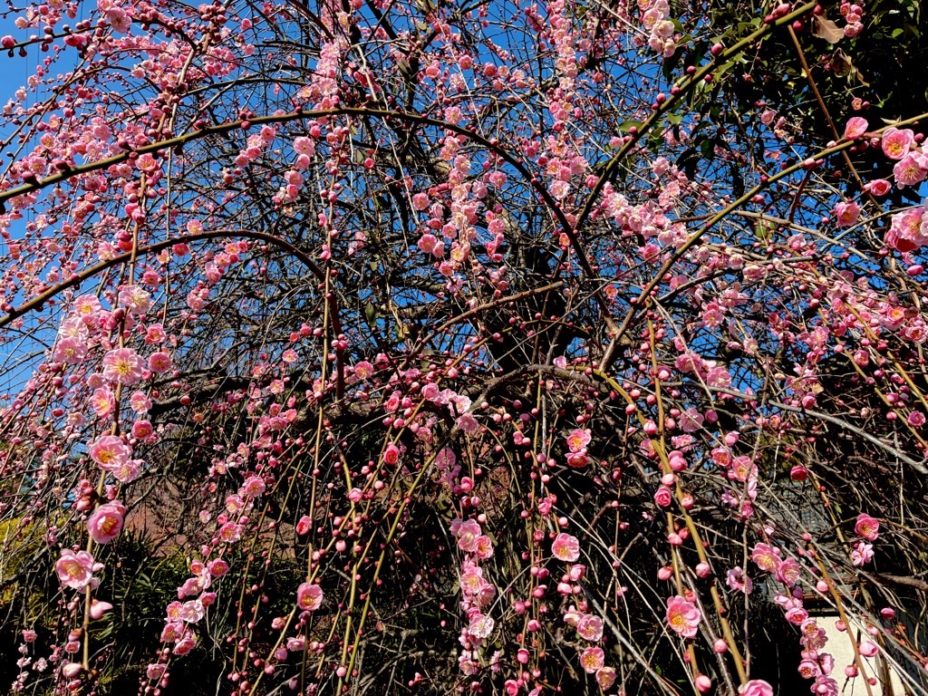 山の辺の道 梅の花