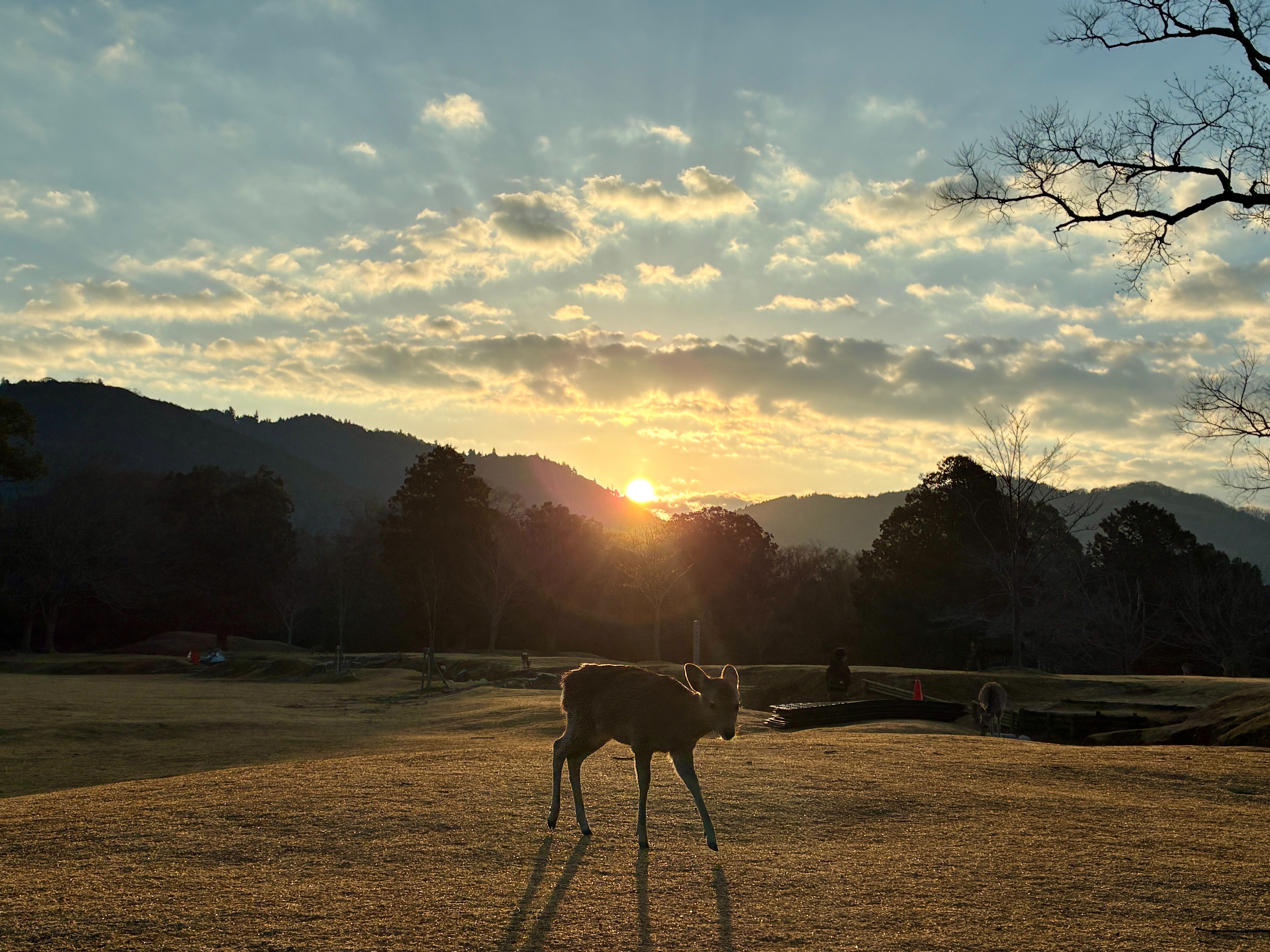 奈良公園 春日大社境内 飛び火のの日の出と神鹿