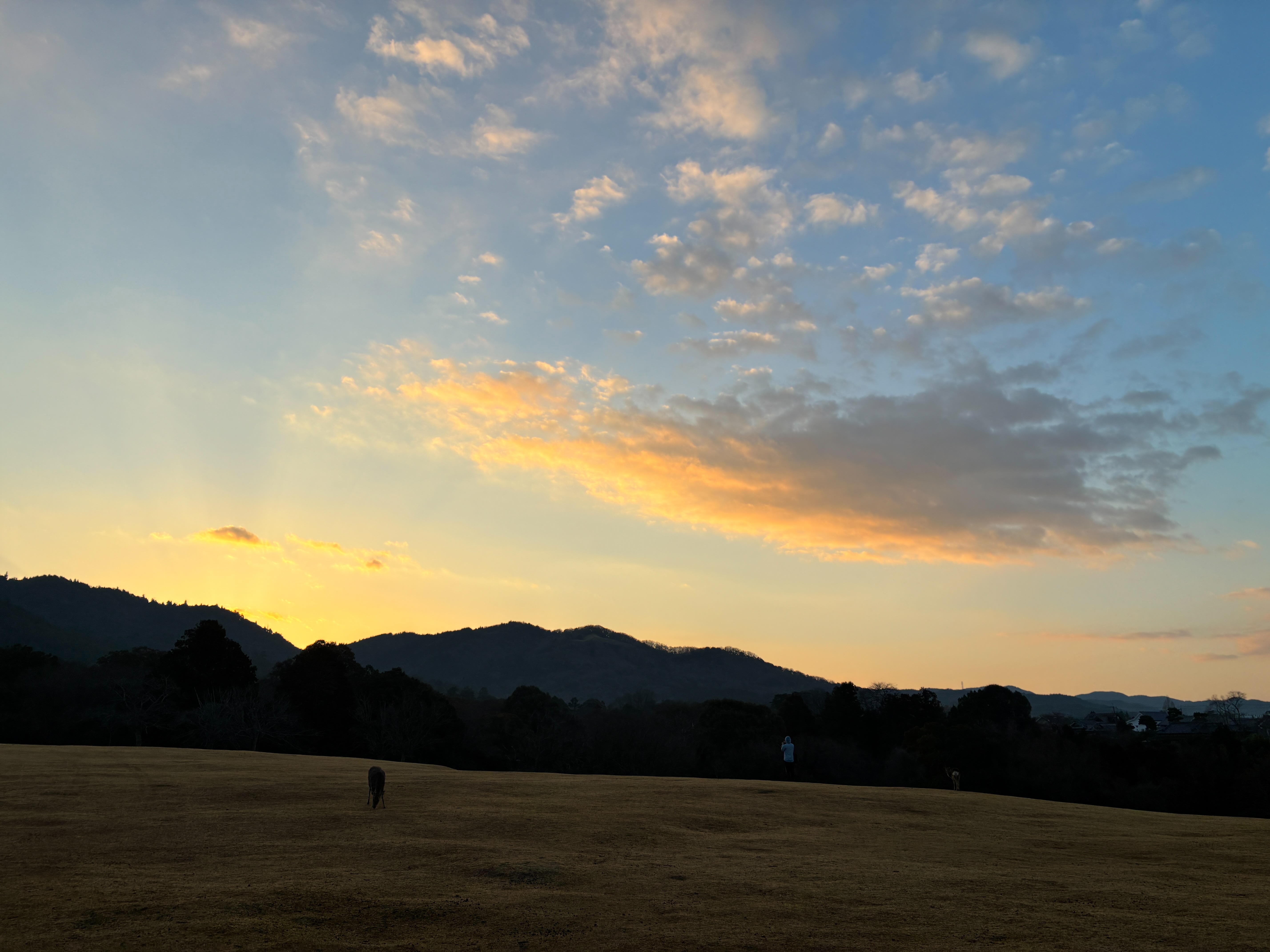 奈良公園 飛火野 朝
