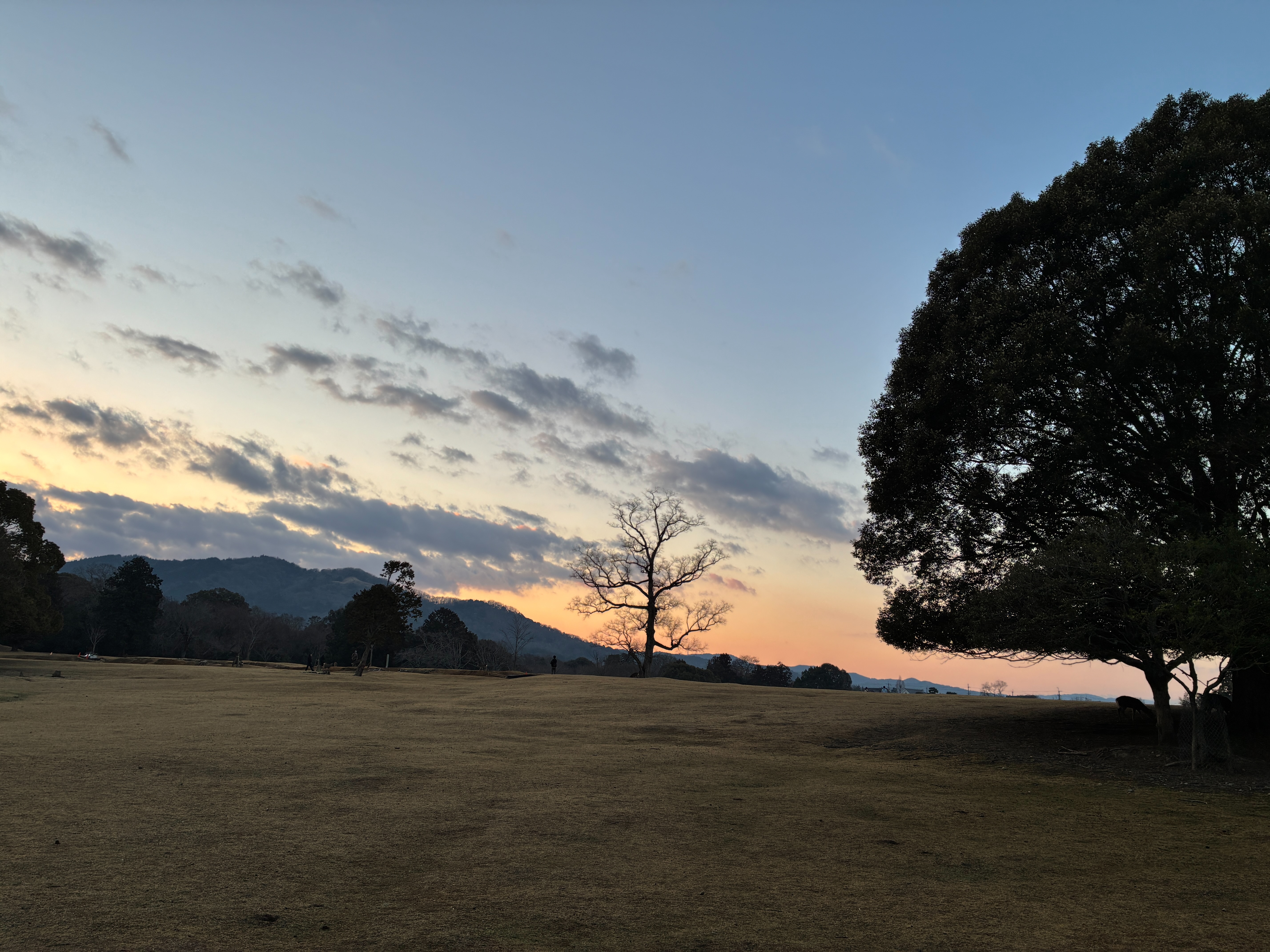 奈良公園 飛火野 明け方