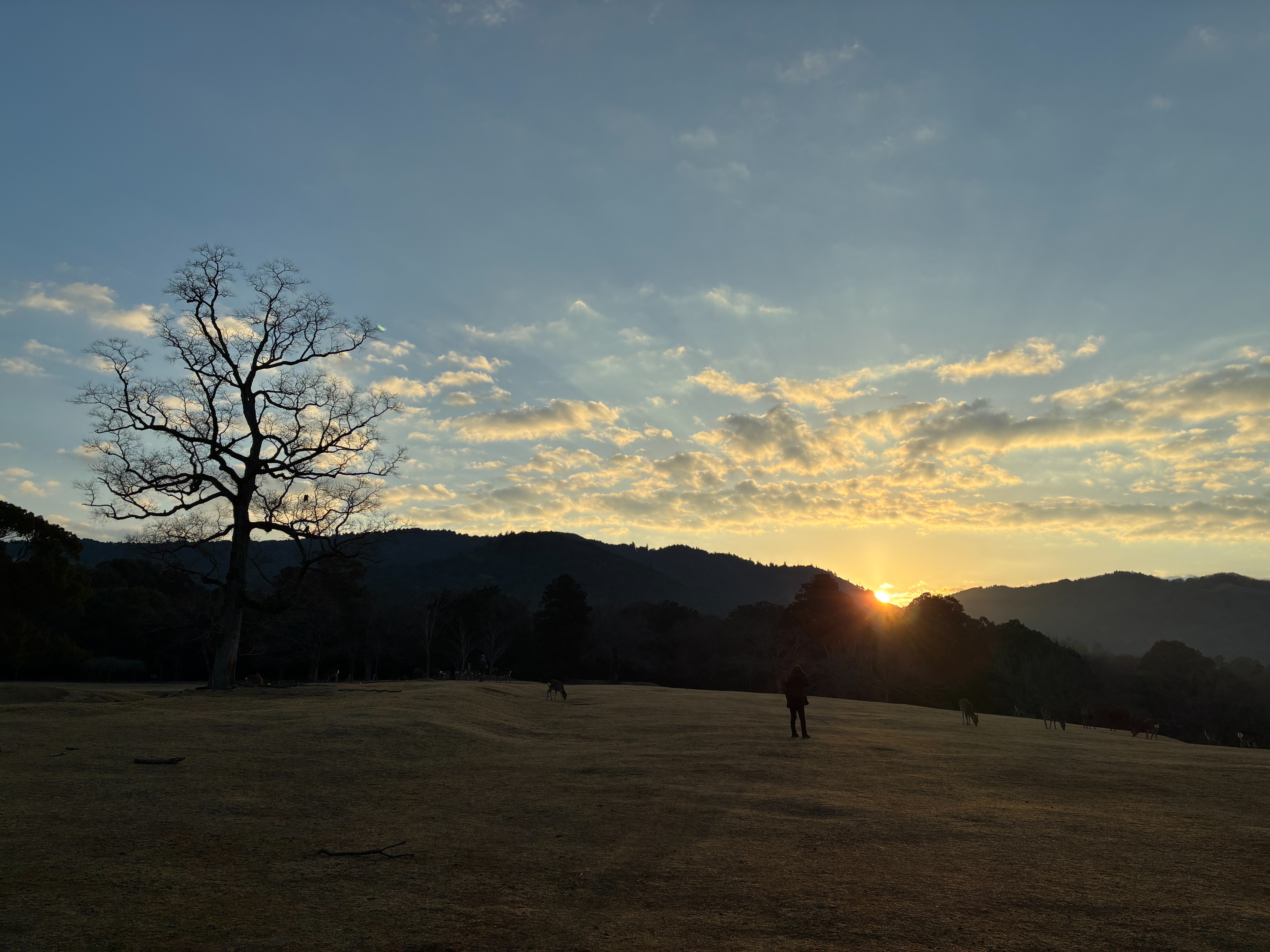 奈良公園 飛火野 日の出