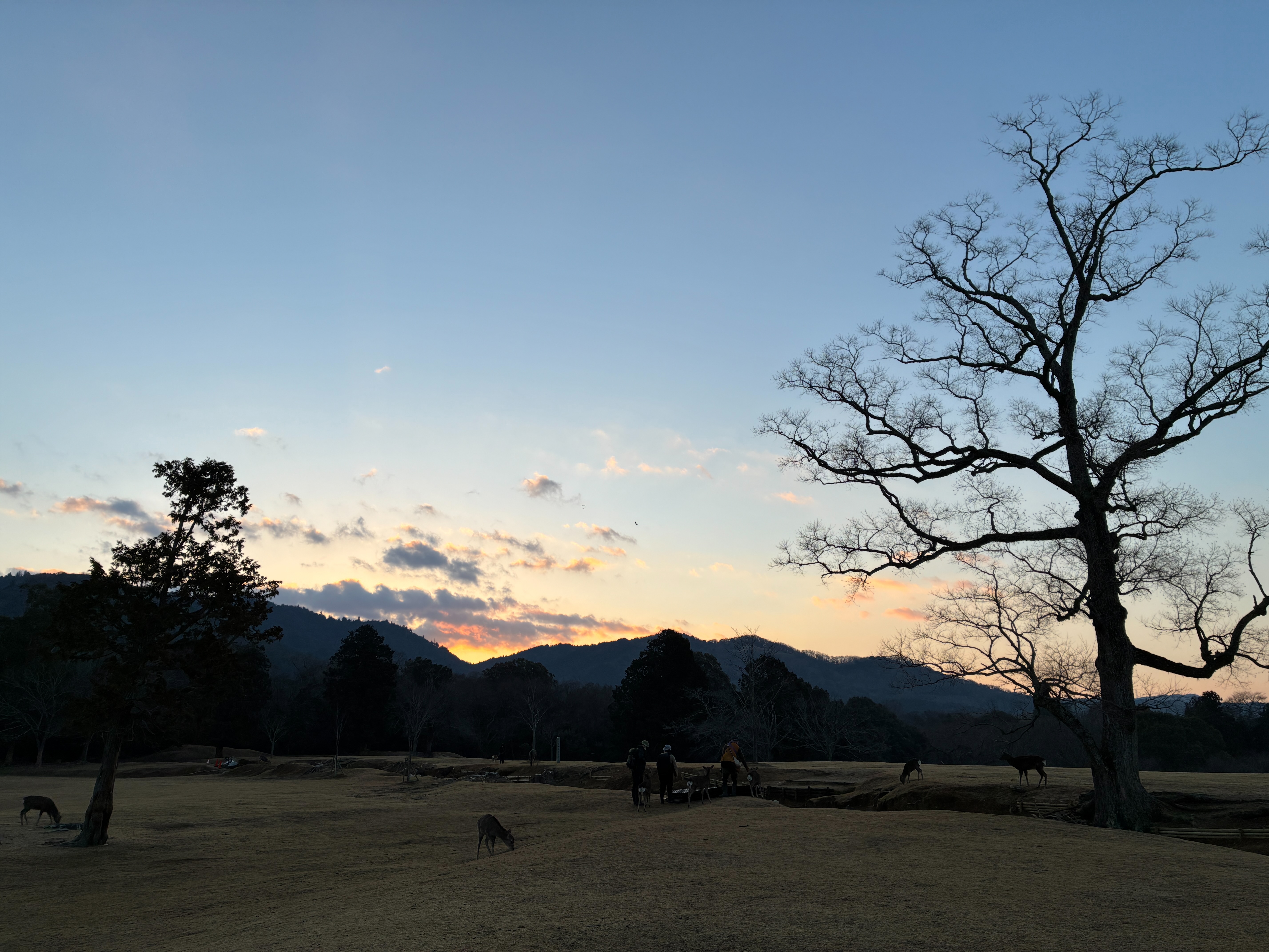 奈良公園 飛火野 明け方