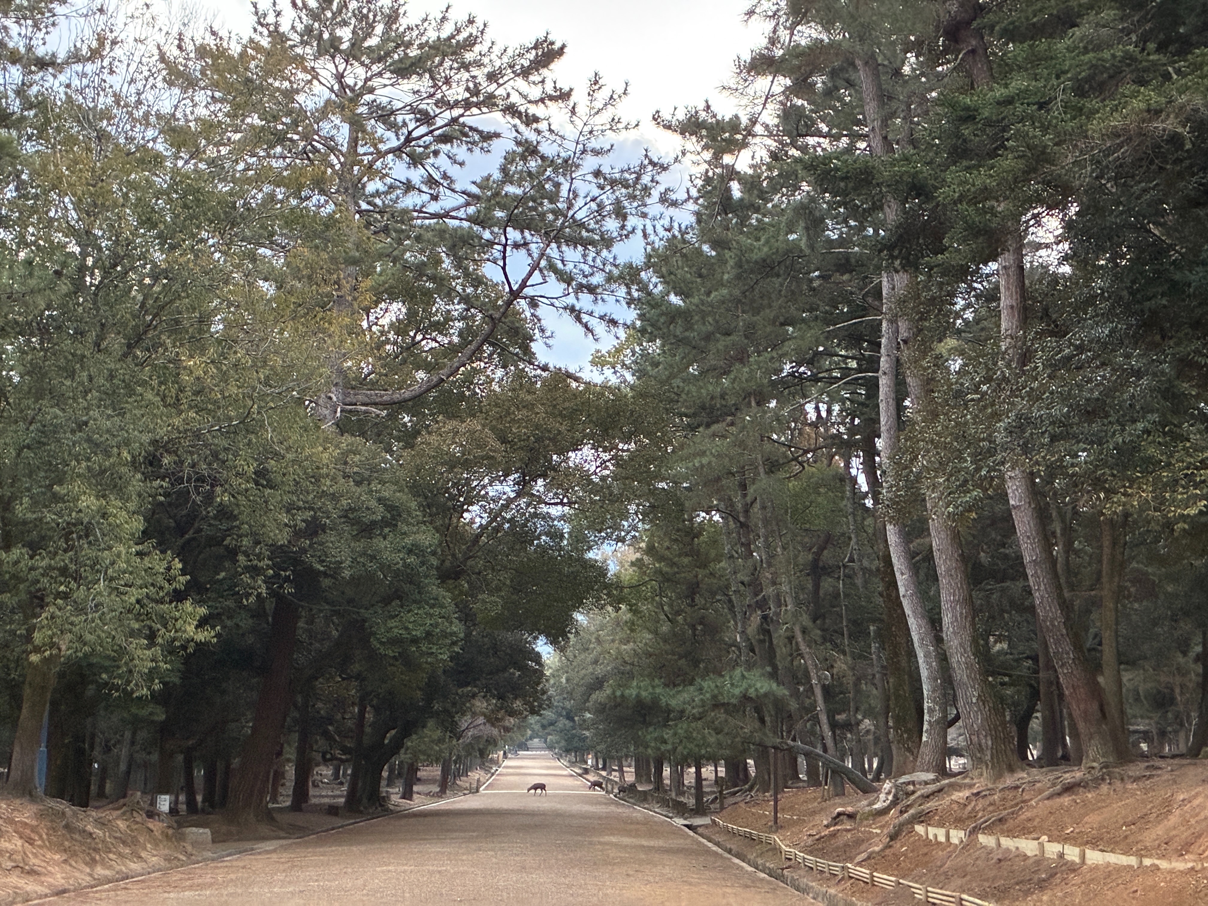 春日大社 参道