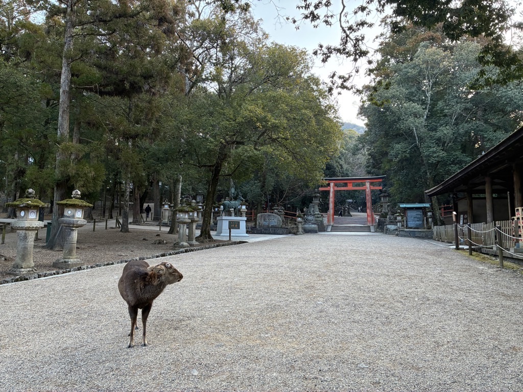 春日大社 二之鳥居 鹿