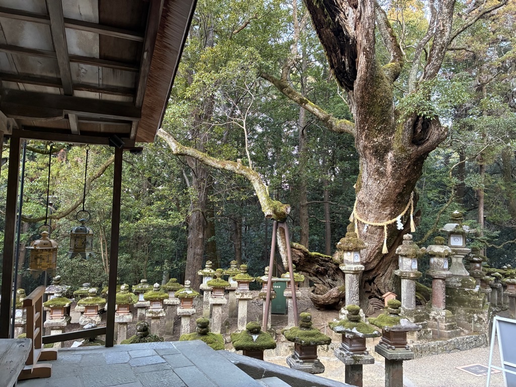 春日大社 若宮大楠