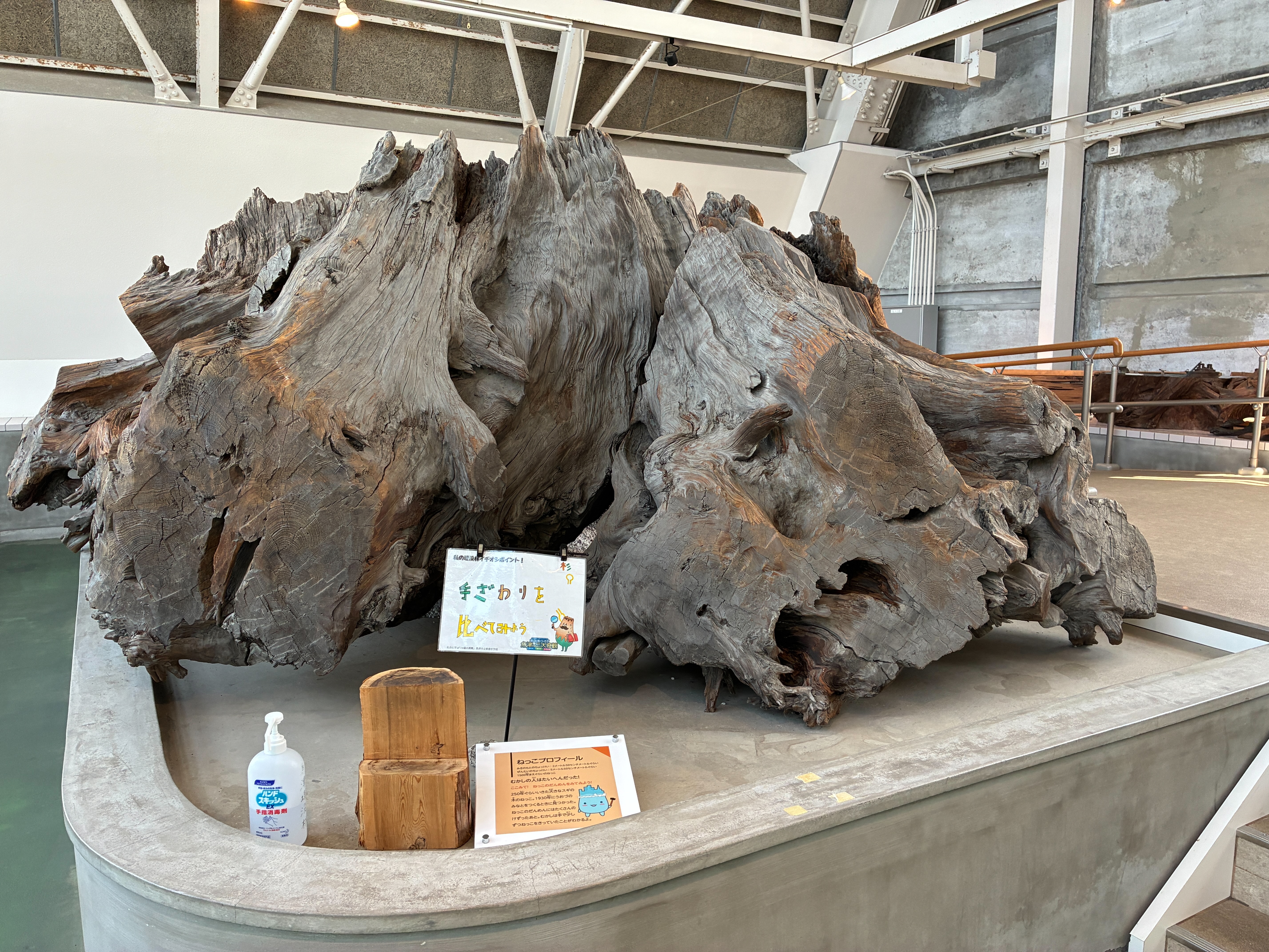 魚津埋没林博物館 特別天然記念物 魚津埋没林 乾燥展示館