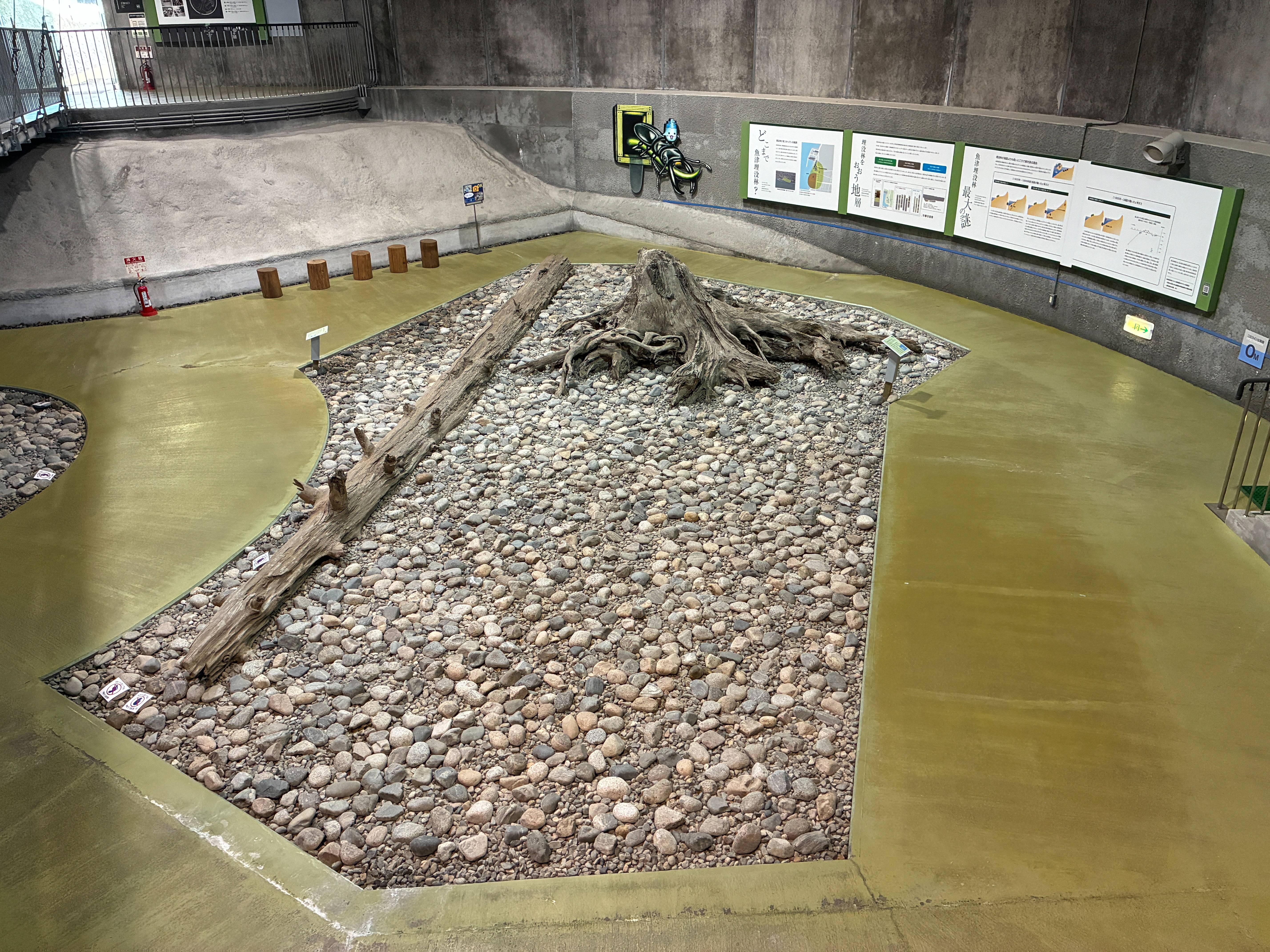 魚津埋没林博物館 特別天然記念物 魚津埋没林 ドーム館
