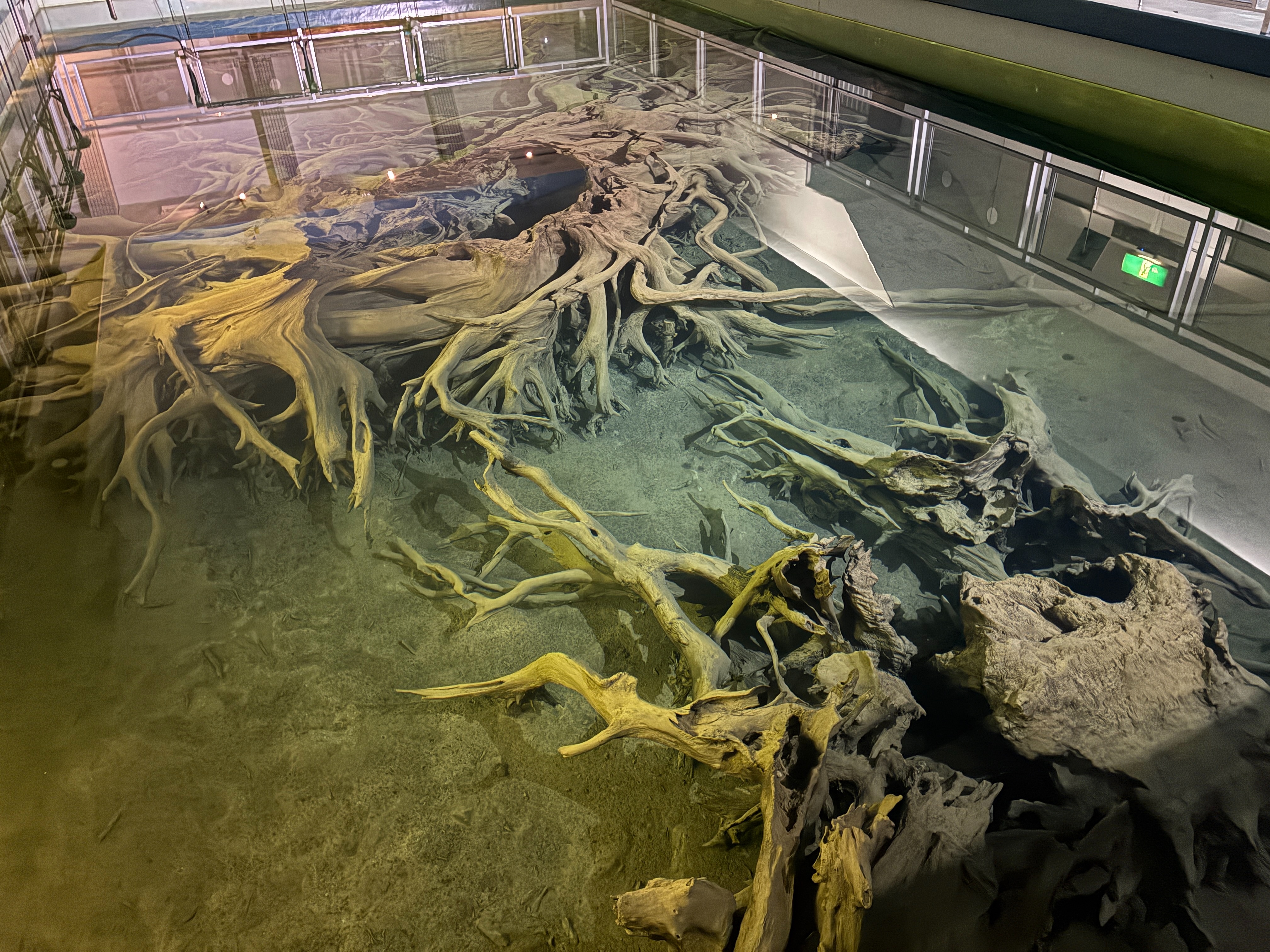 魚津埋没林博物館 特別天然記念物 魚津埋没林 水中展示館
