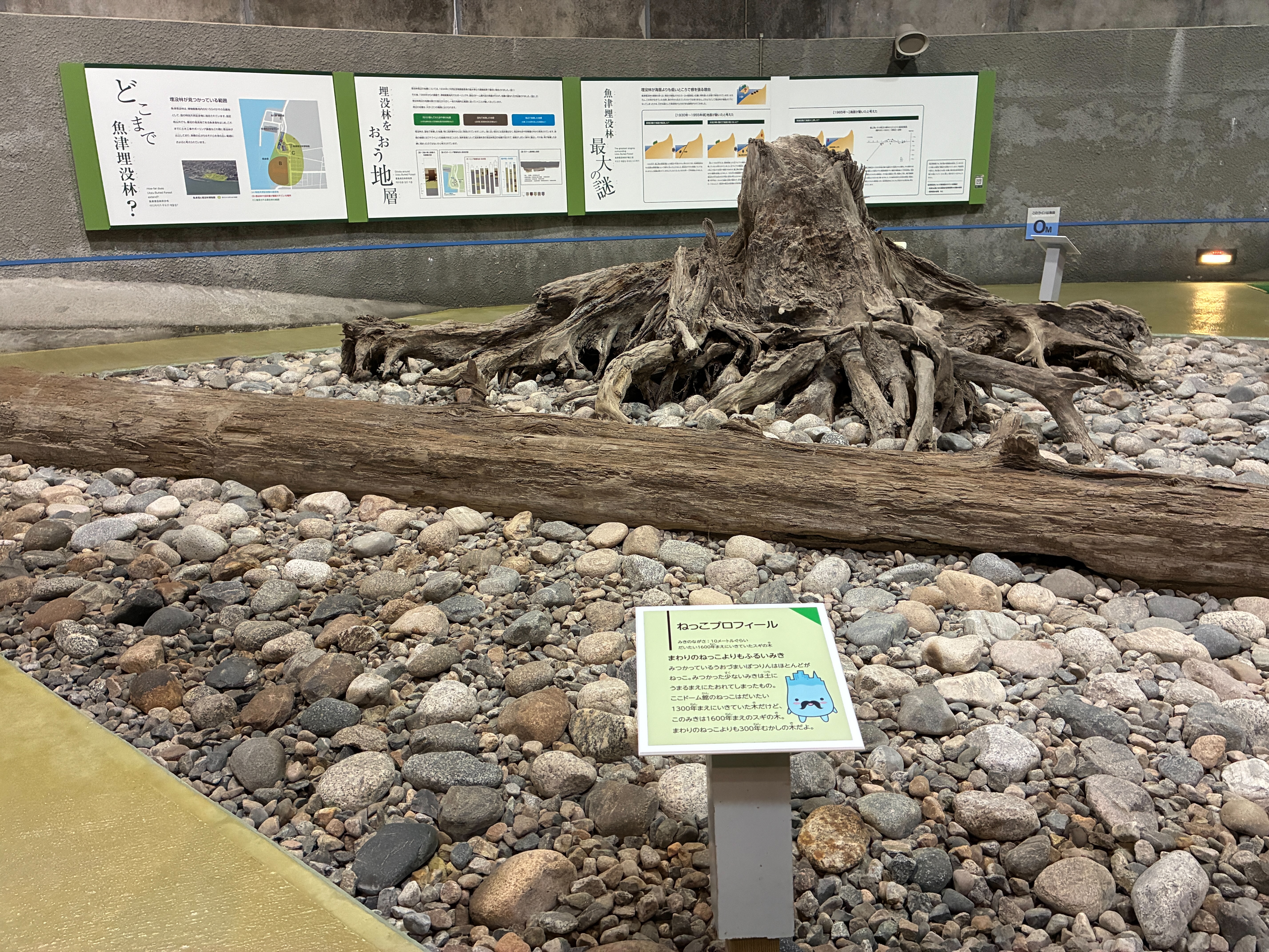 魚津埋没林博物館 特別天然記念物 魚津埋没林 ドーム館
