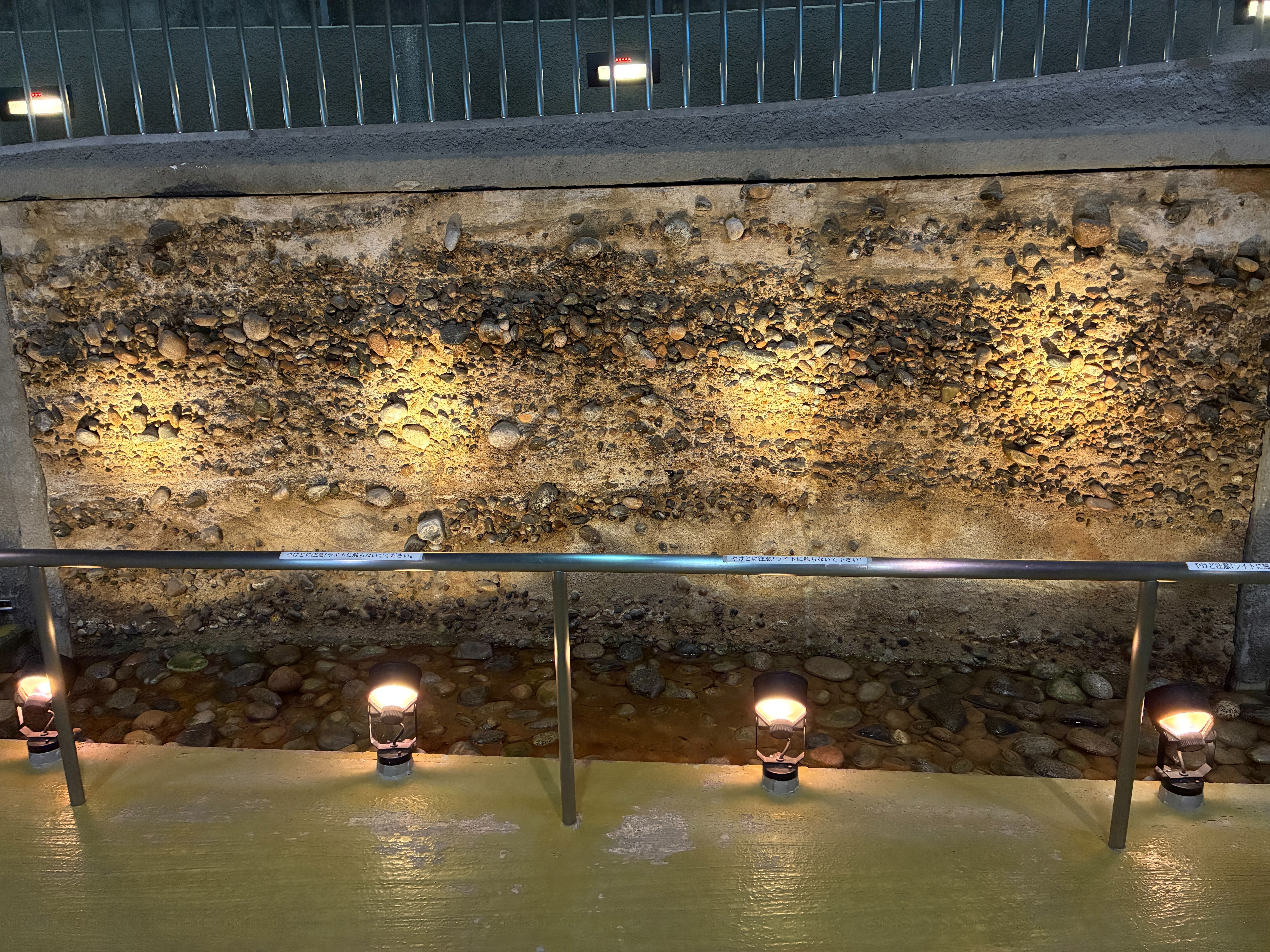 魚津埋没林博物館 特別天然記念物 魚津埋没林 ドーム館 地層断面