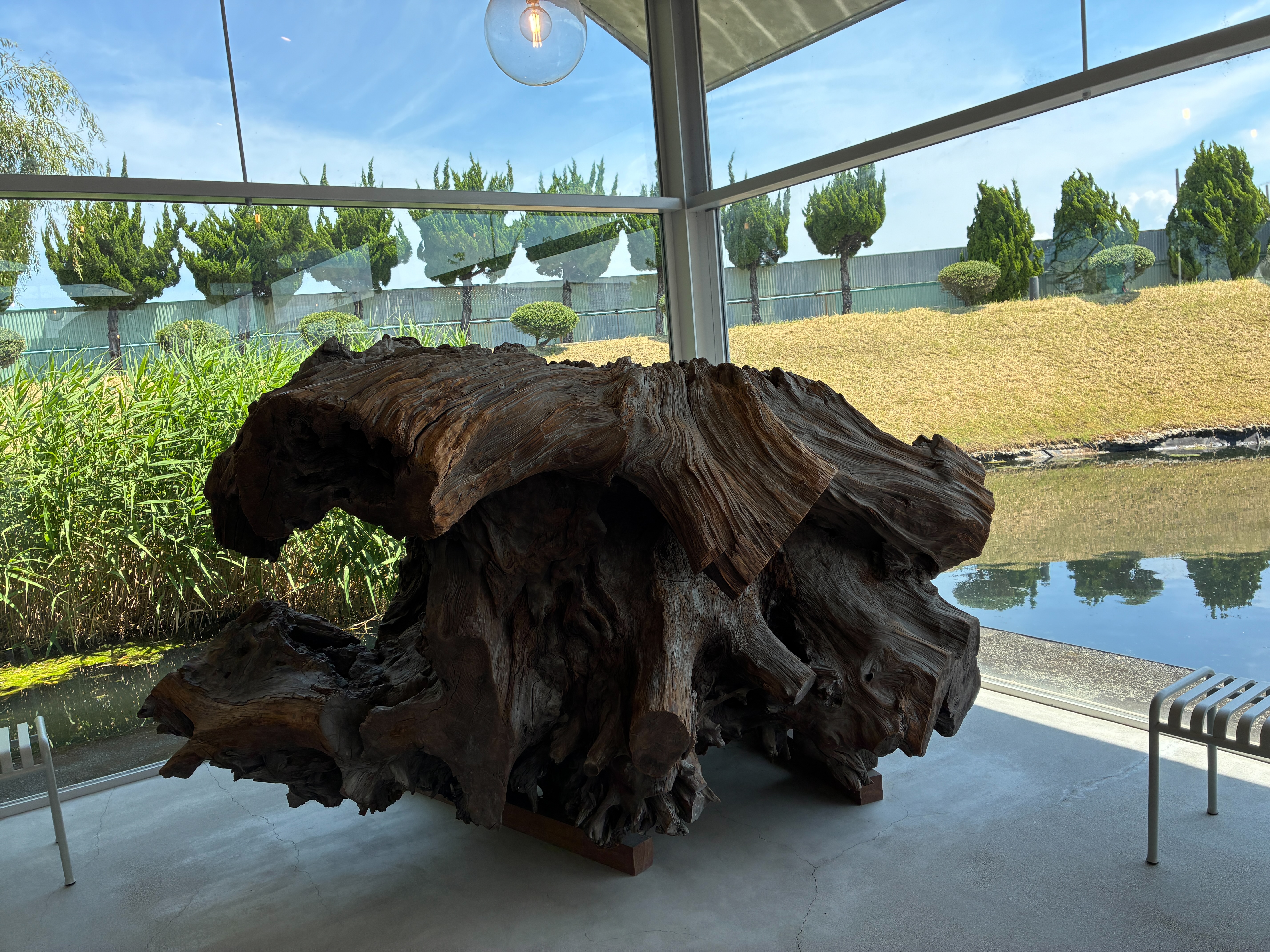 魚津埋没林博物館 カフェ KININALの埋没林展示