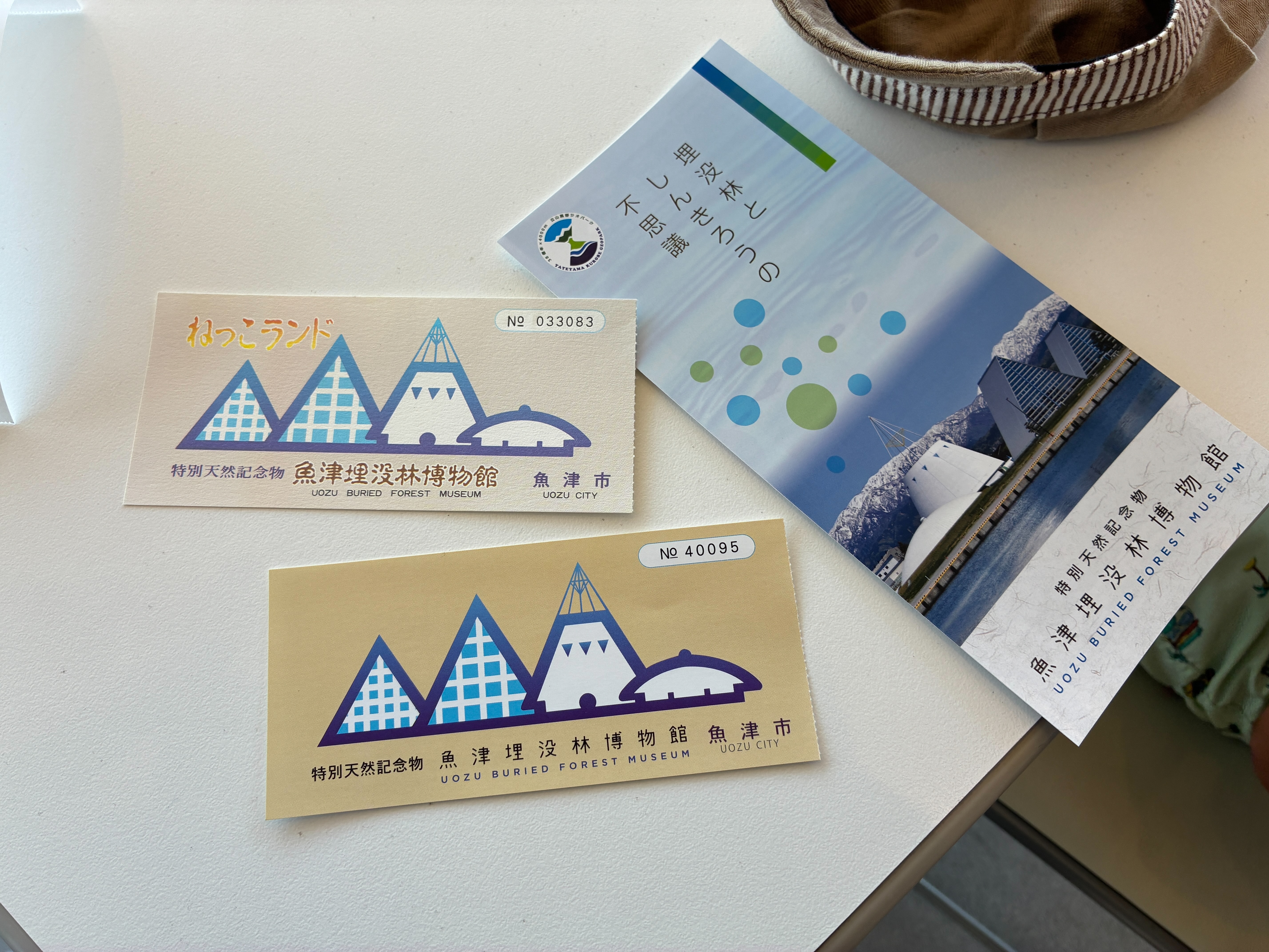 魚津埋没林博物館 チケットとパンフレット