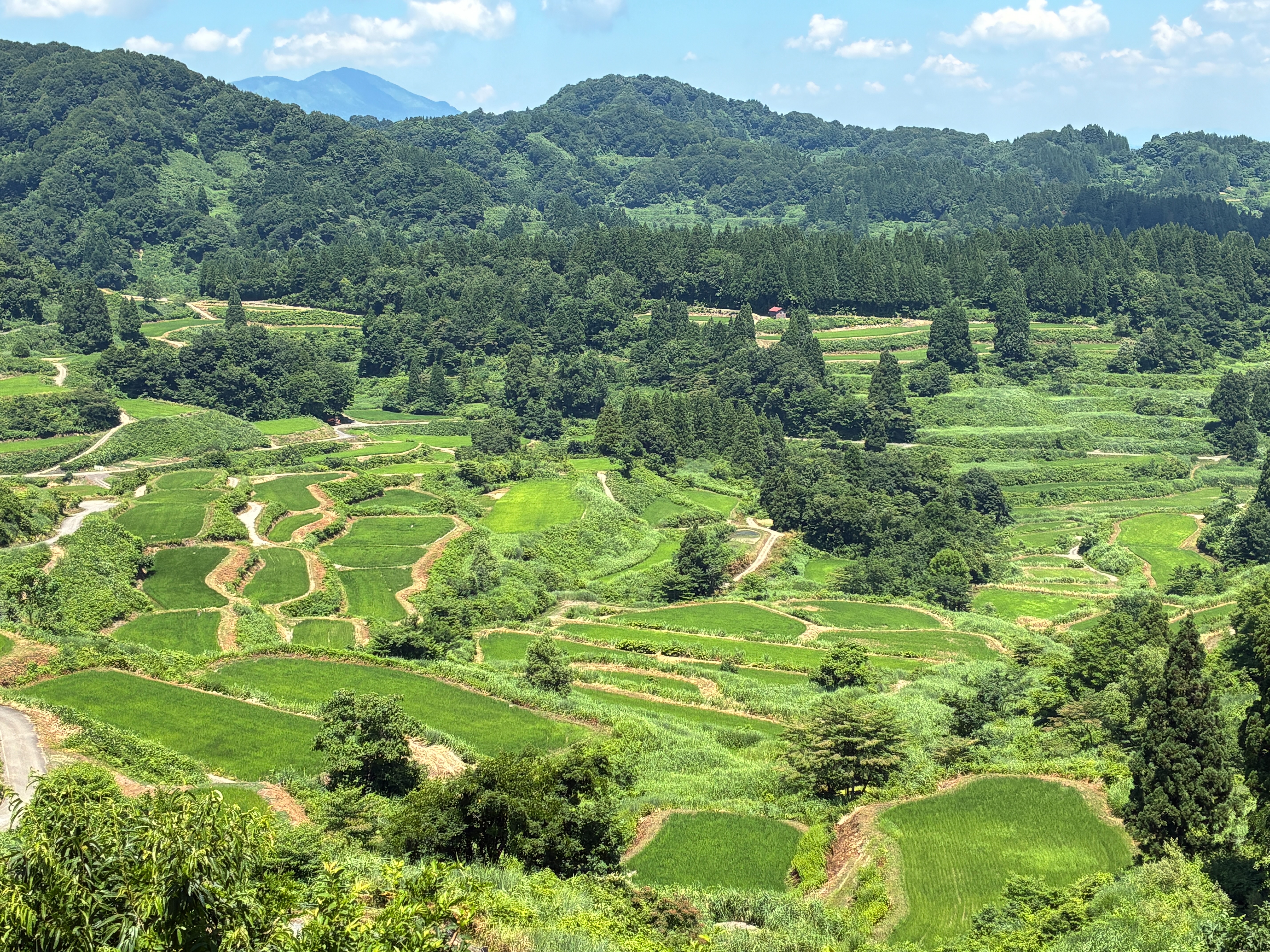 星峠の棚田
