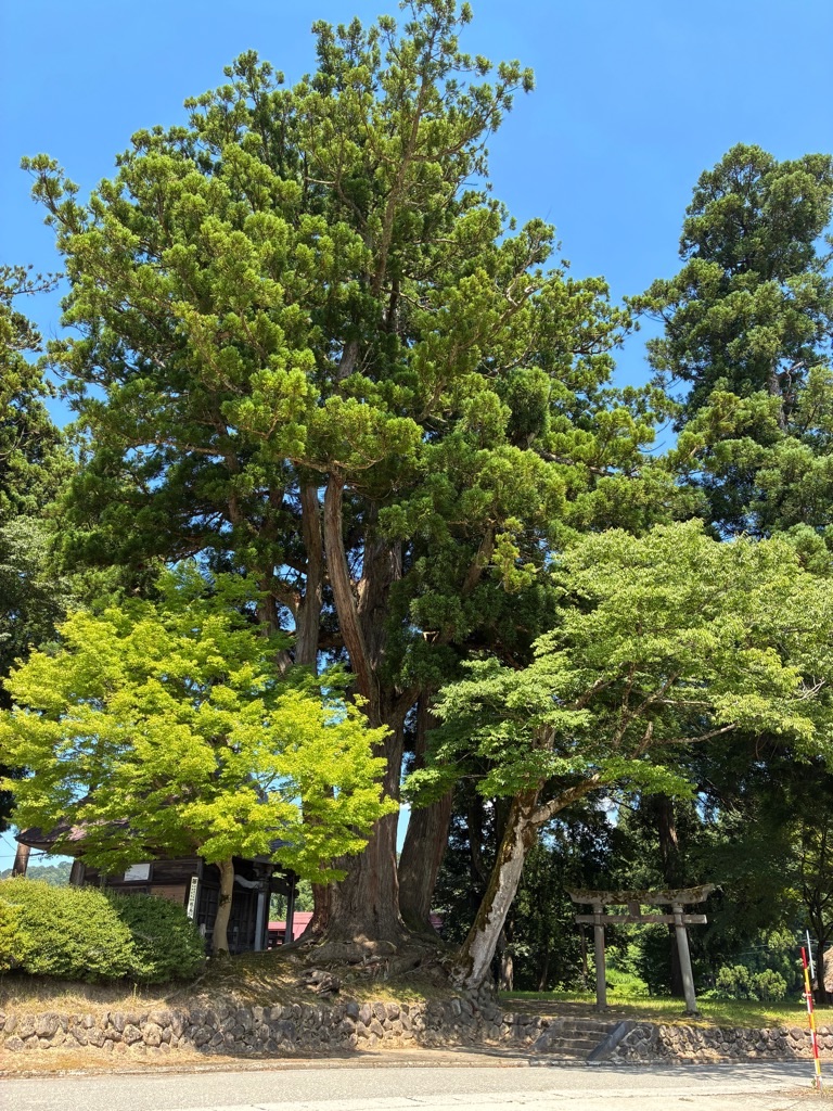 荻ノ島かやぶき環状集落 荻ノ島松尾神社の二本杉