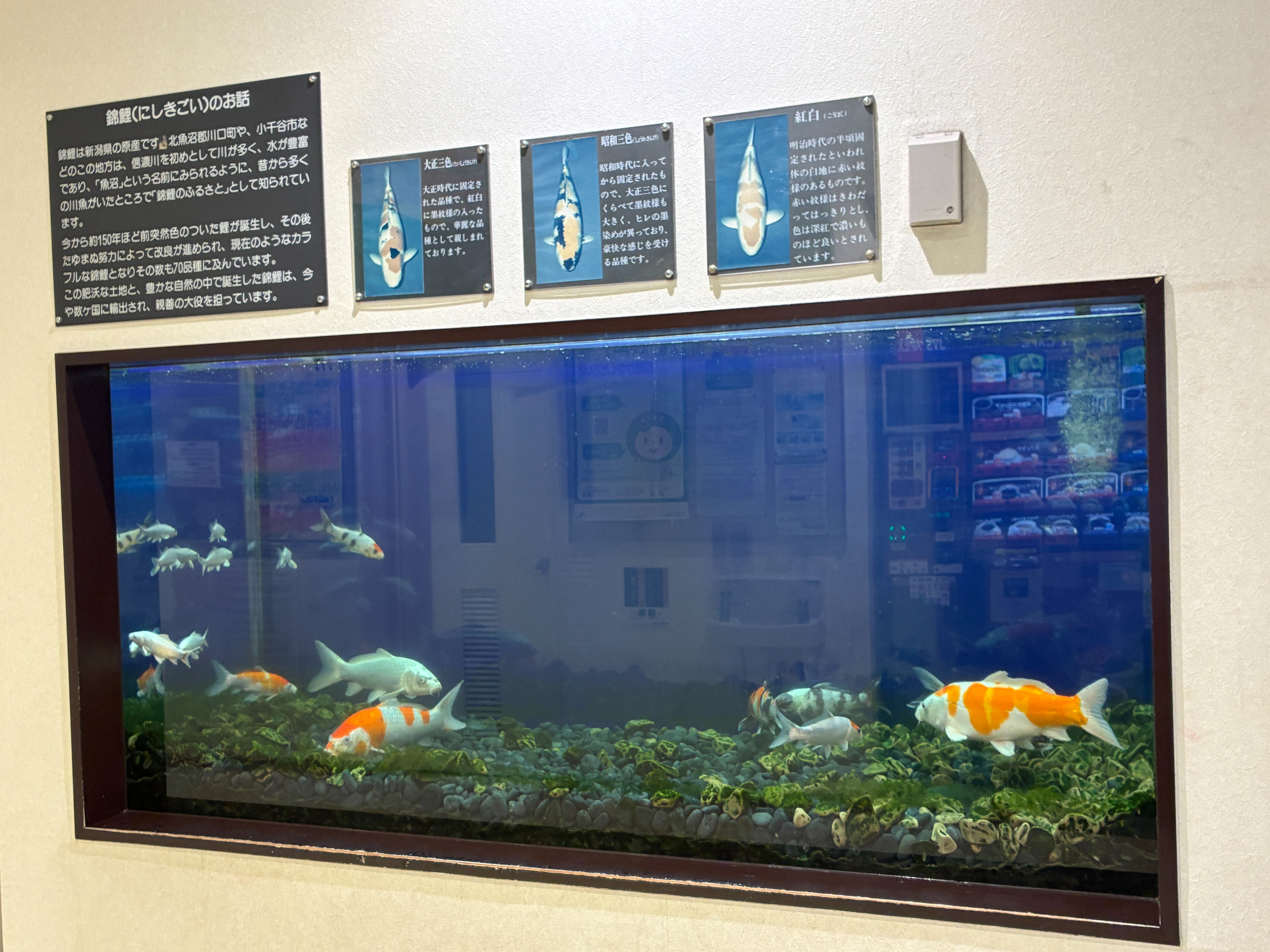 越後川口サービスエリア(上り) 錦鯉